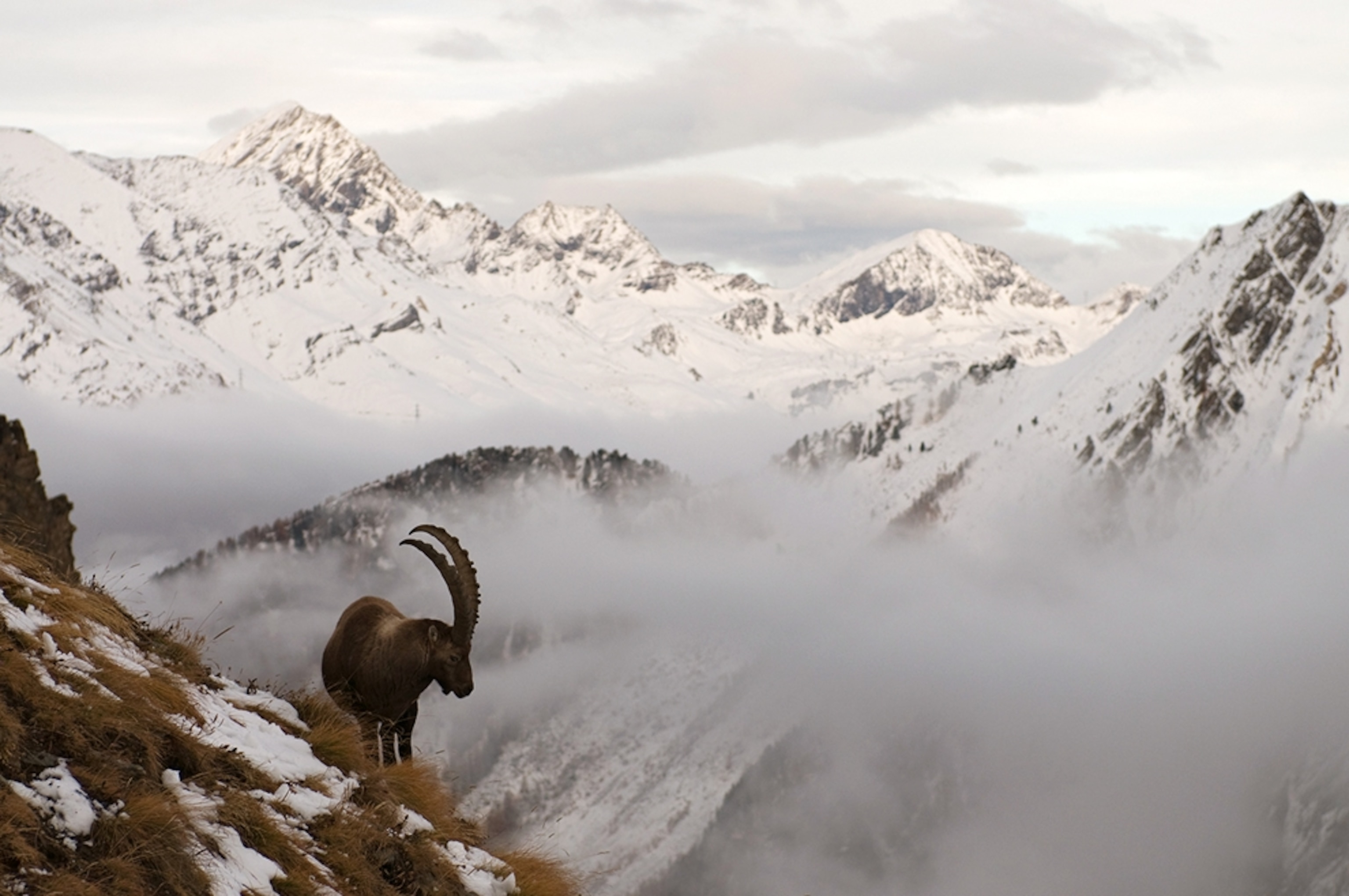 An ibex standing on a mountain