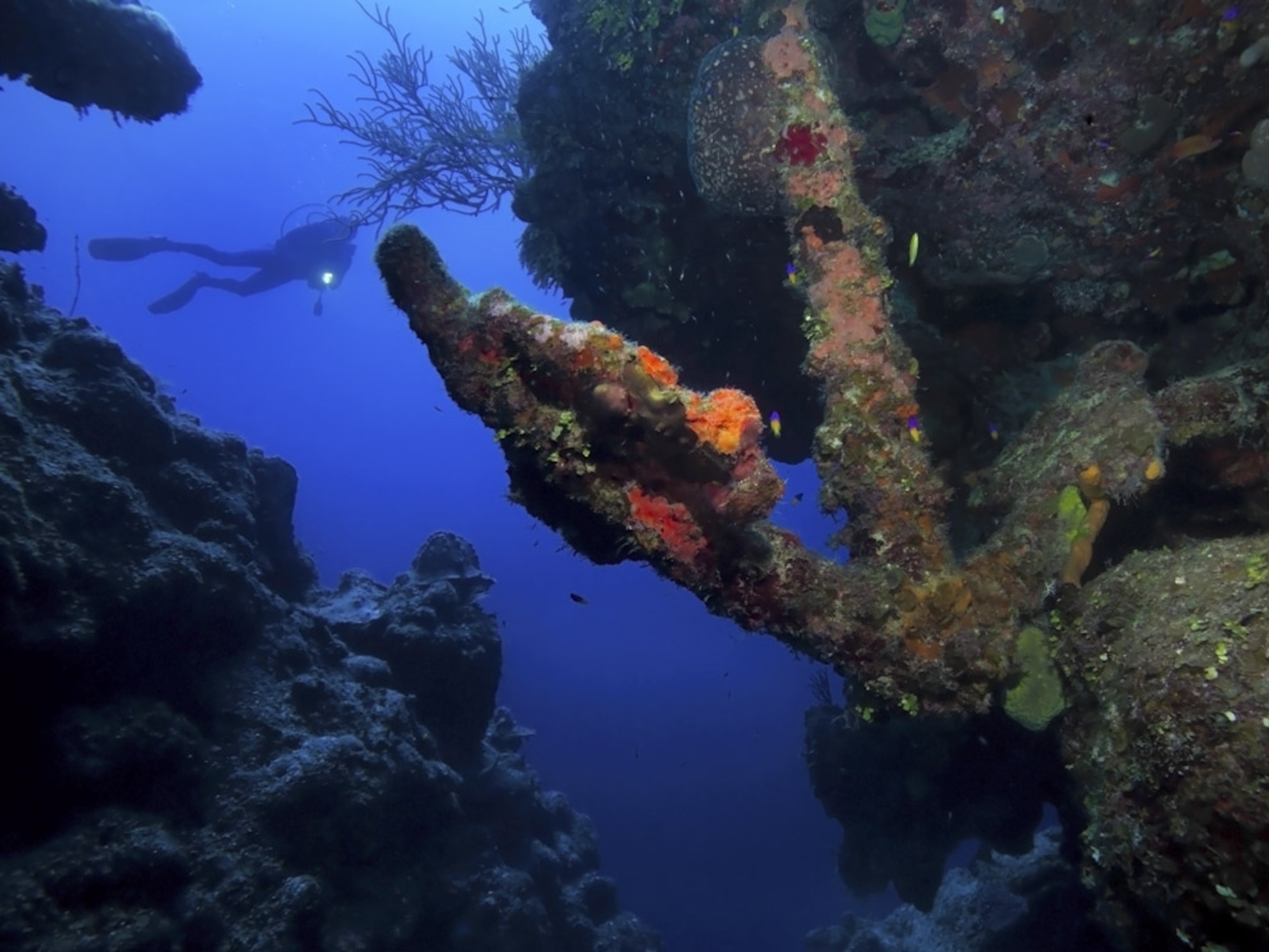 A coral-crusted anchor