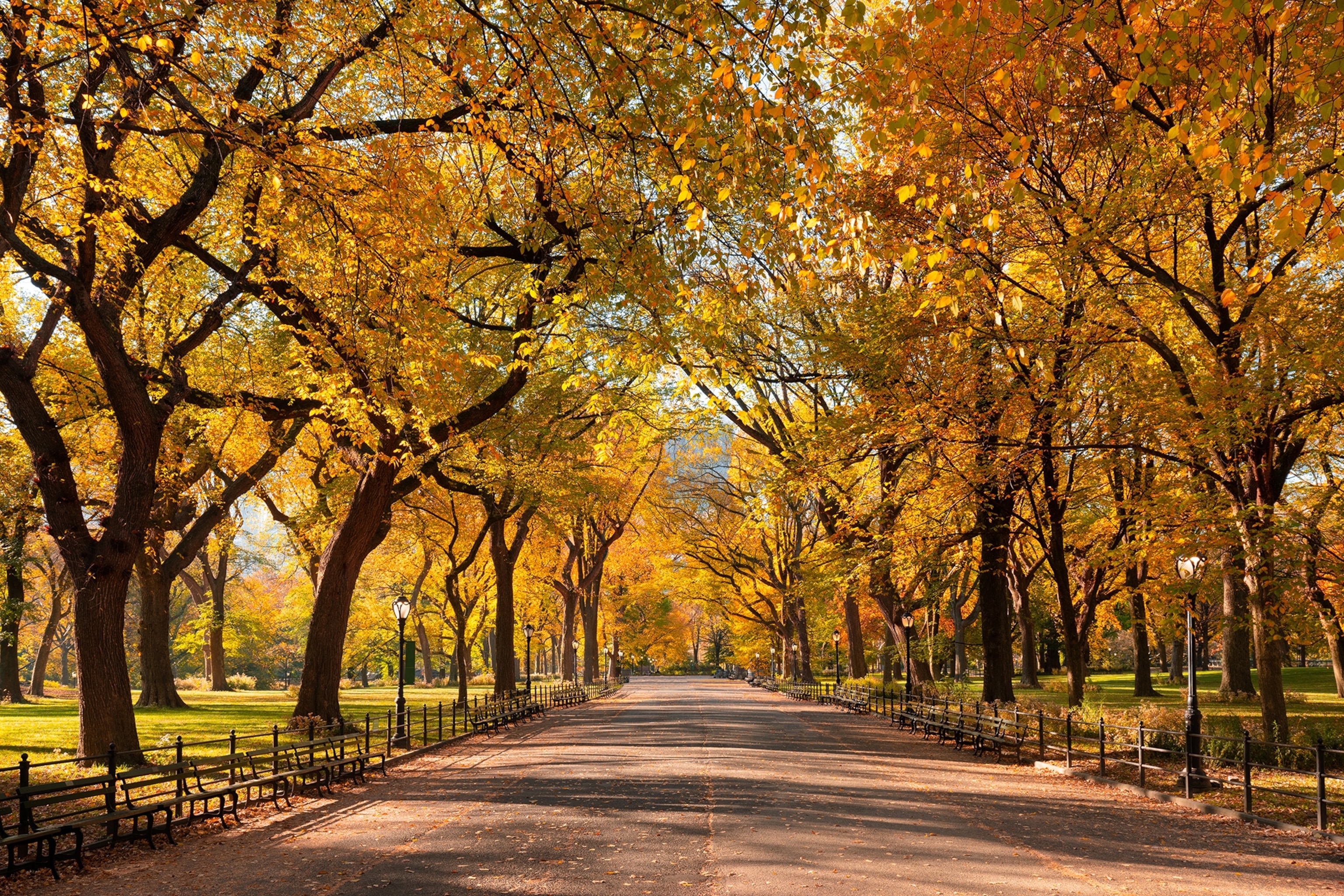 A park alley lined with trees in autumn.