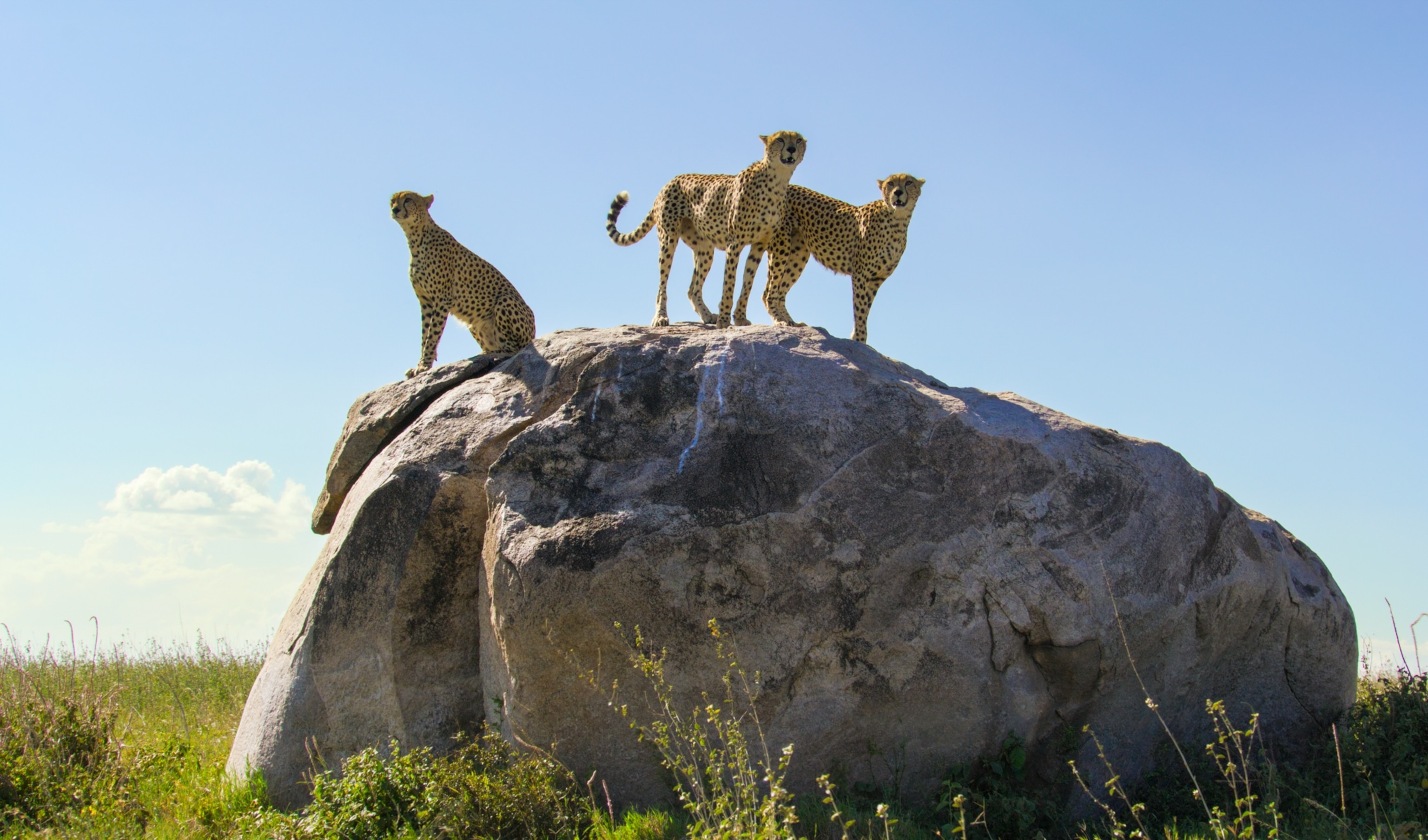 Three cheetas on top of a large boulder.