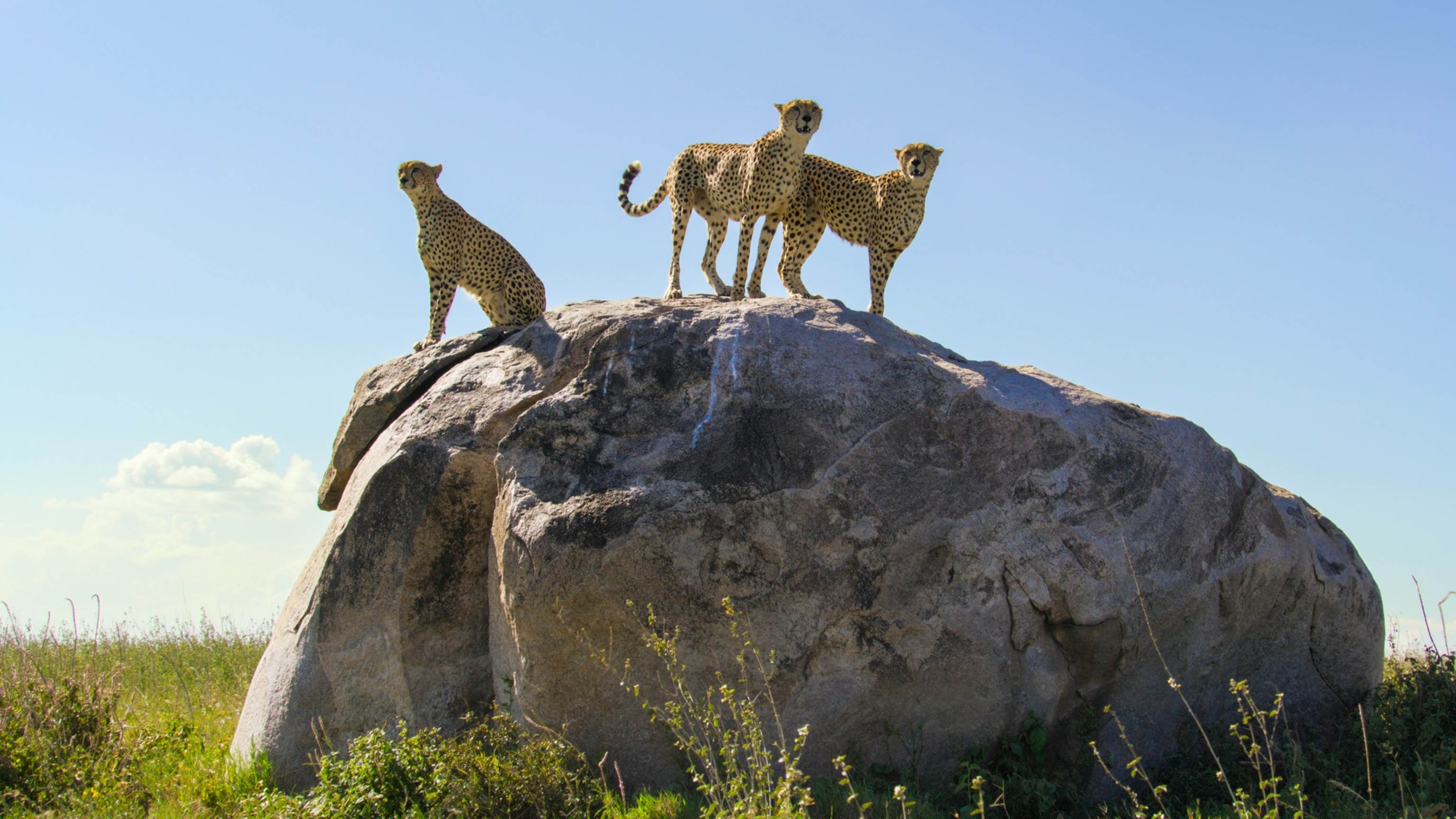 How to plan your first visit to Serengeti National Park