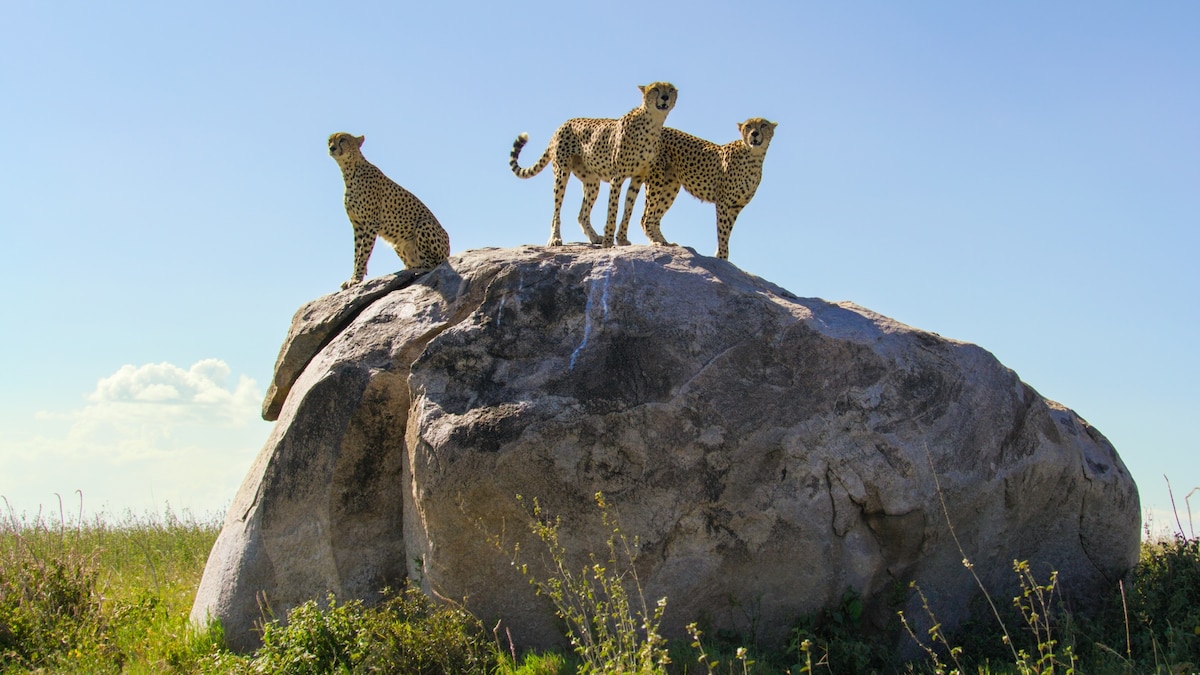 How to plan your first visit to Serengeti National Park
