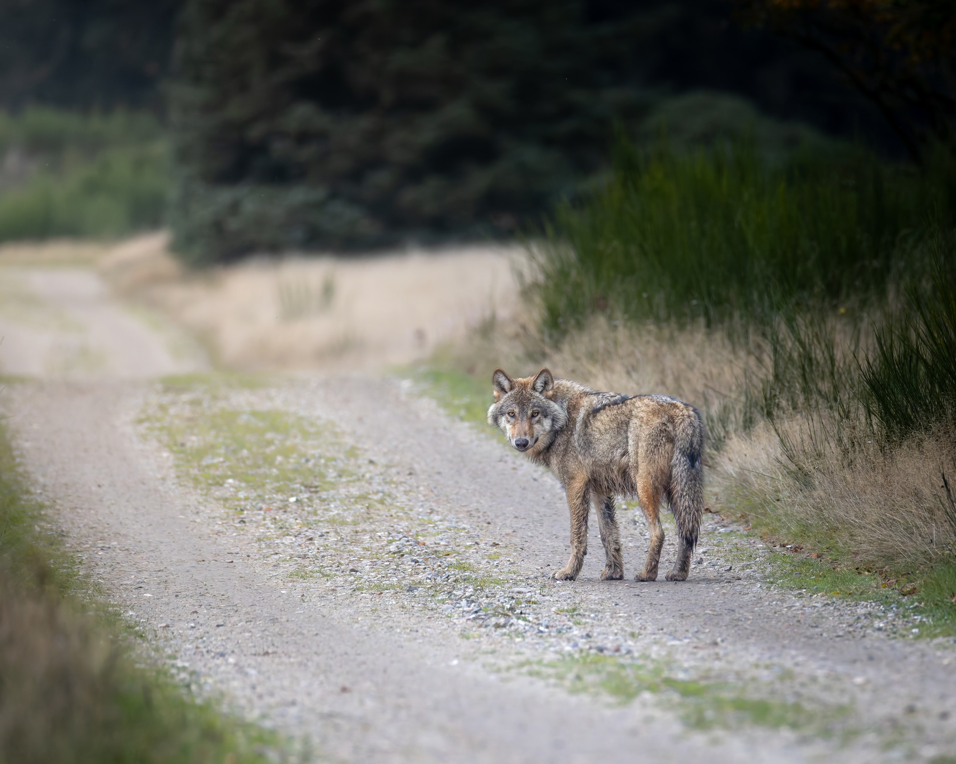 A gray wolf stands on a gravel road in with trees to the right.