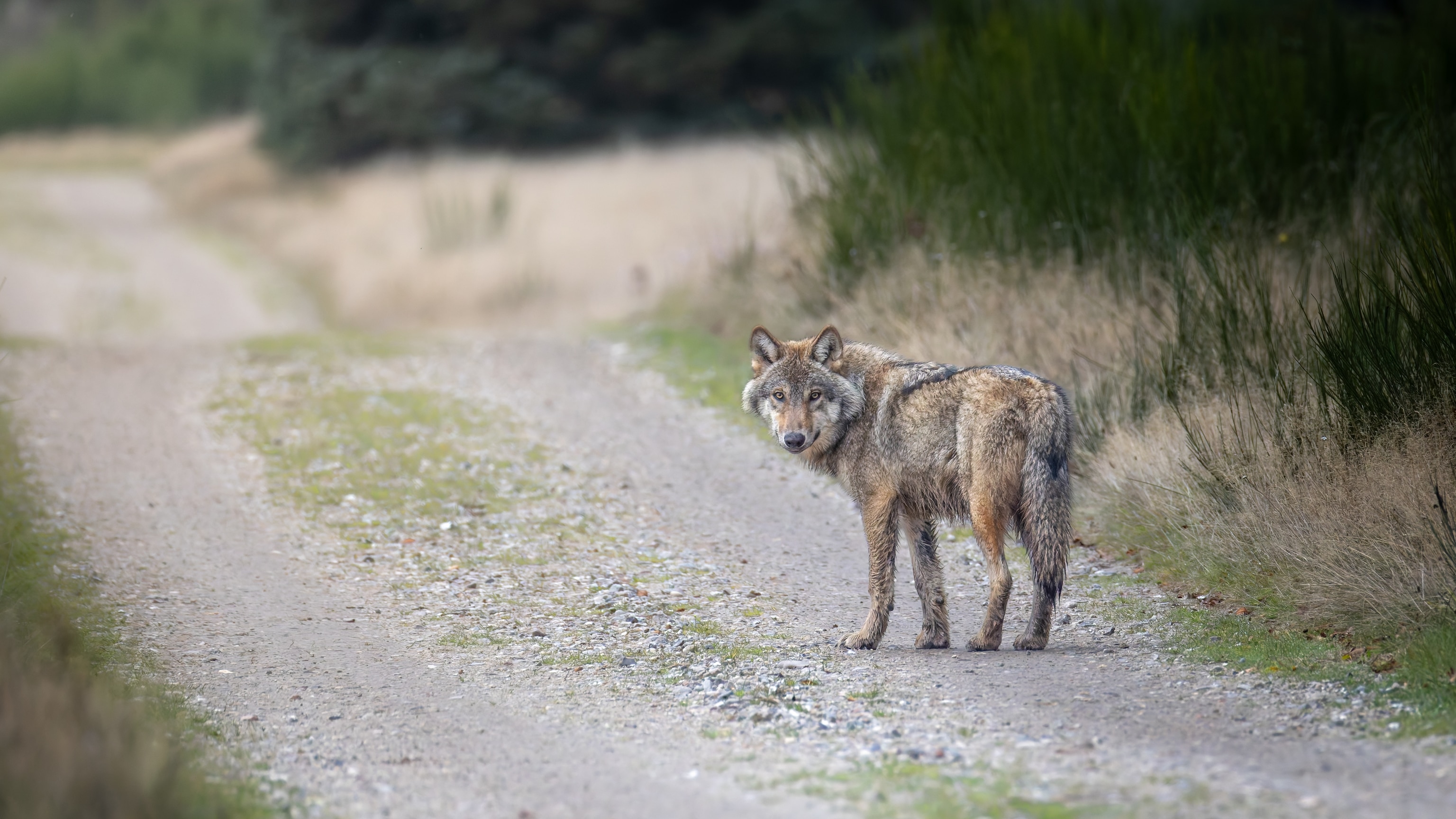 Who’s Afraid of the Big Bad Danish Wolf?