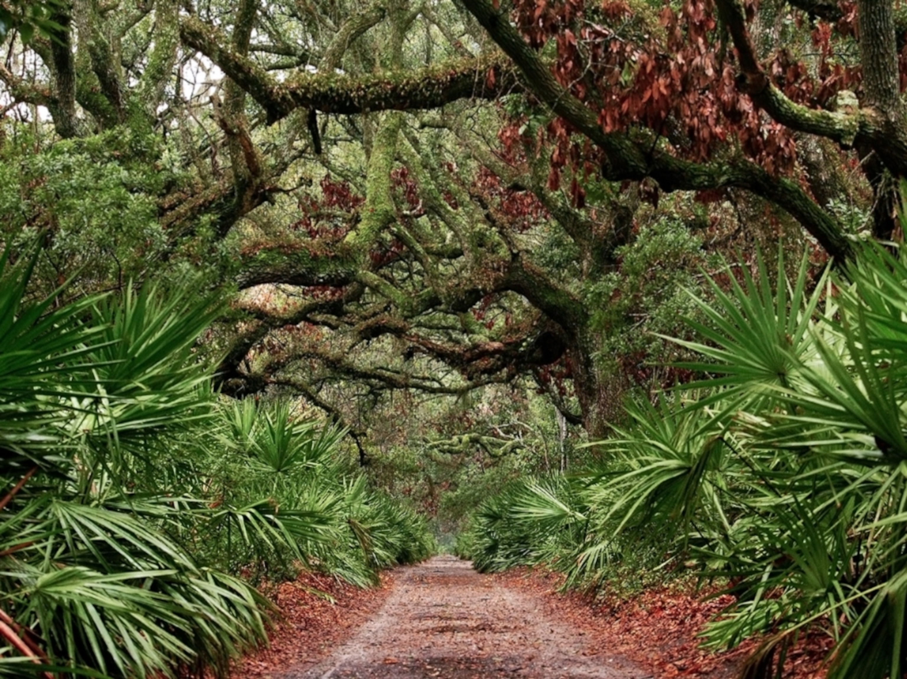 oak branches Georgia