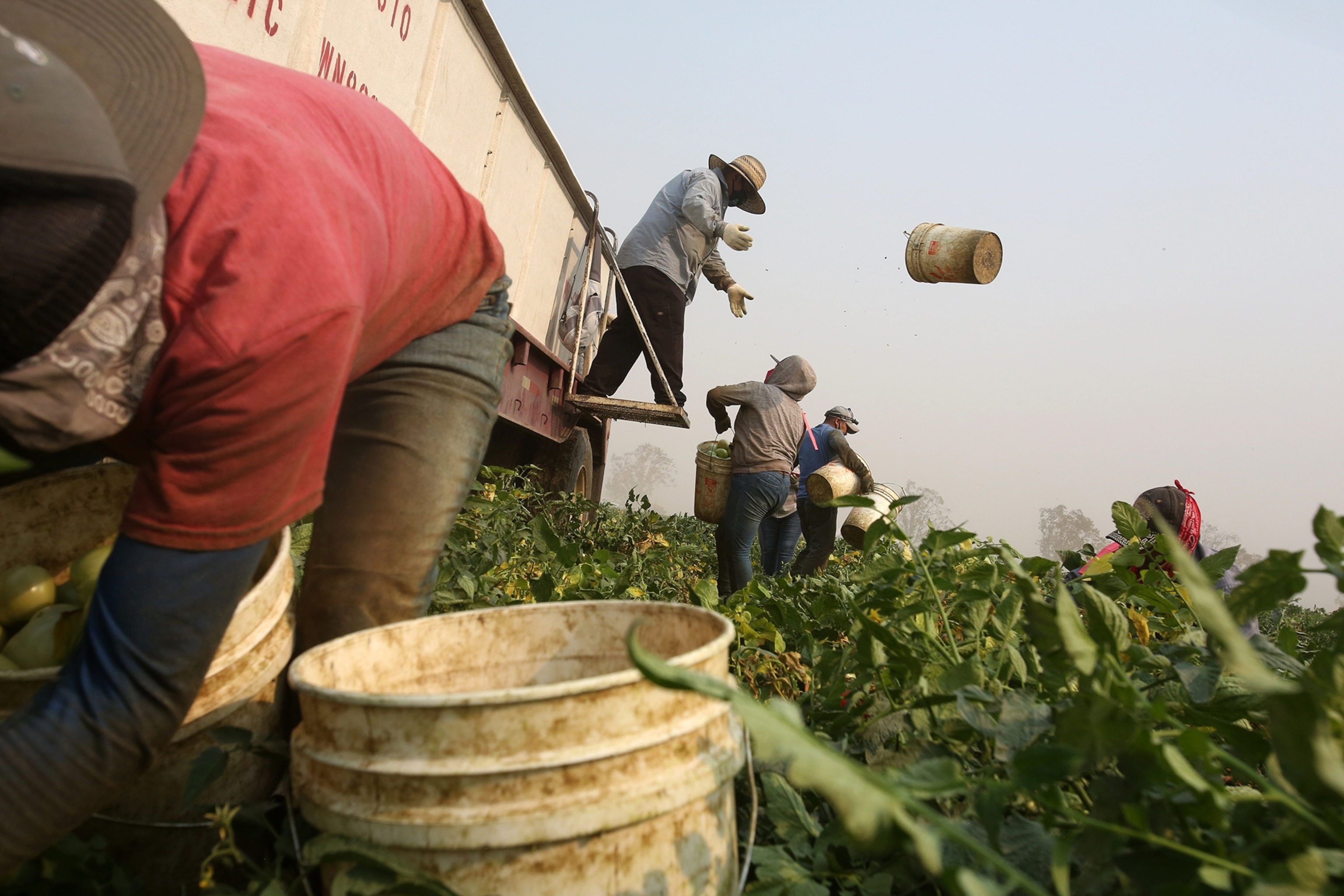 People dressed in hats and wearing sun-protective clothing stand among rows of tomato plants in the early morning in Los Banos, California.