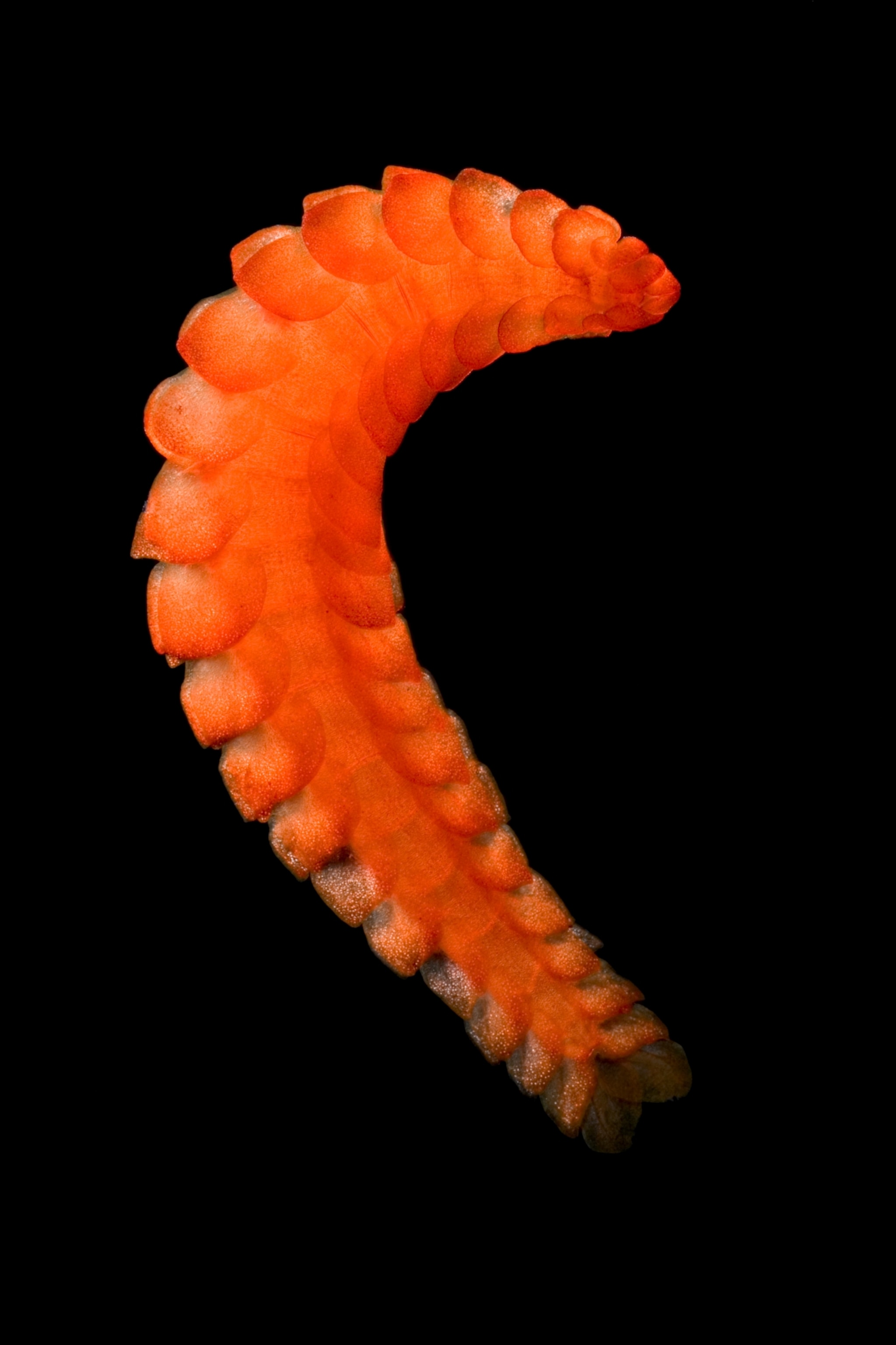a polychaete worm