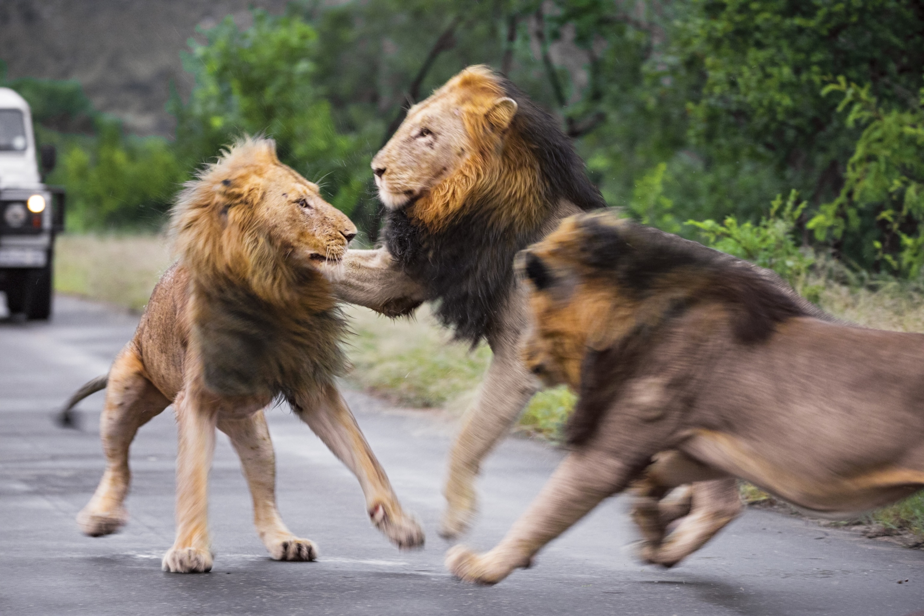 how-to-safari-solo-in-south-africa-s-kruger-national-park