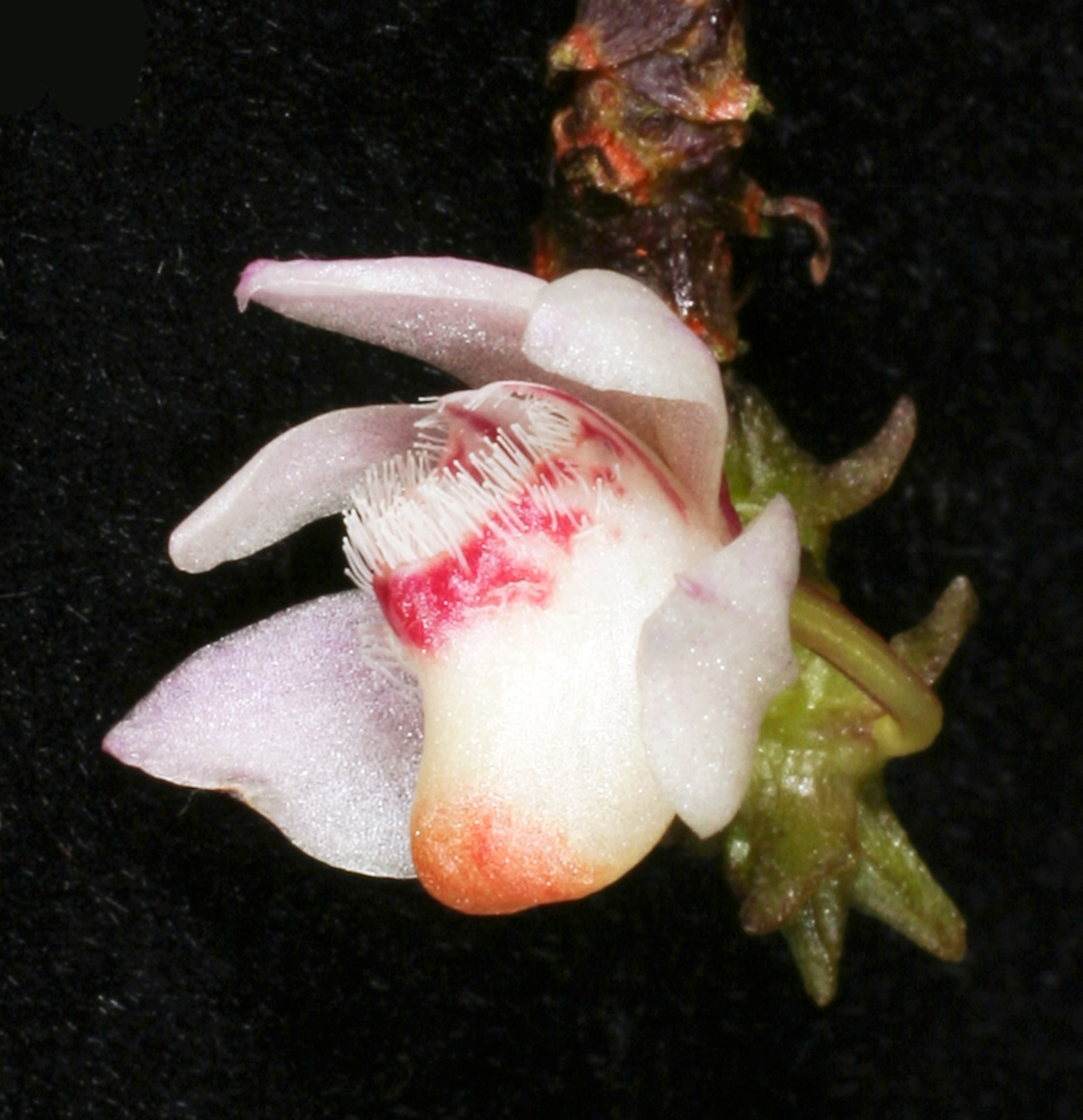 Picture of an orchid representing one of more than 120 new species on Borneo reported by WWF on Earth Day's 40th anniversary