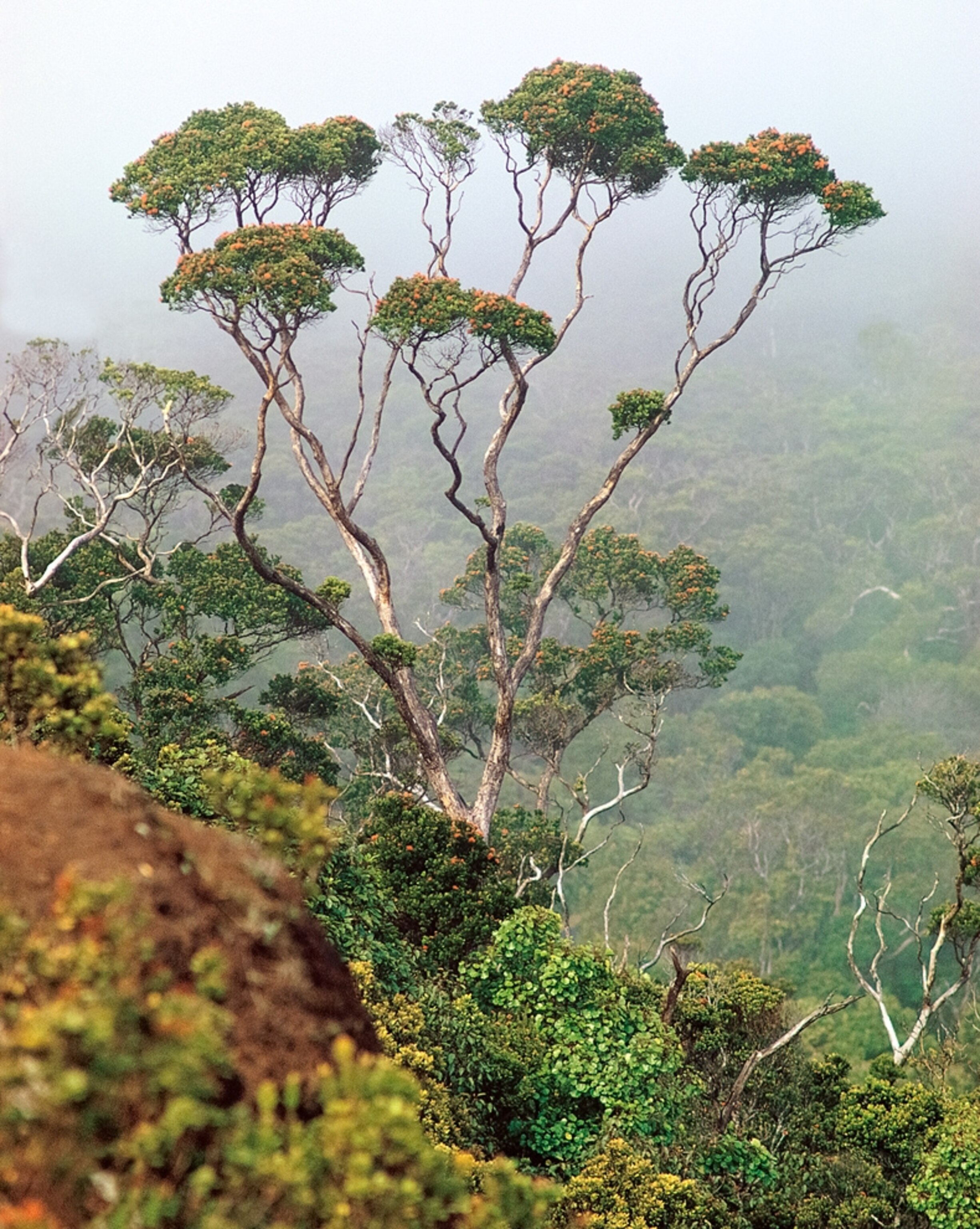 Indonesia picture: forest on Sulawesi island