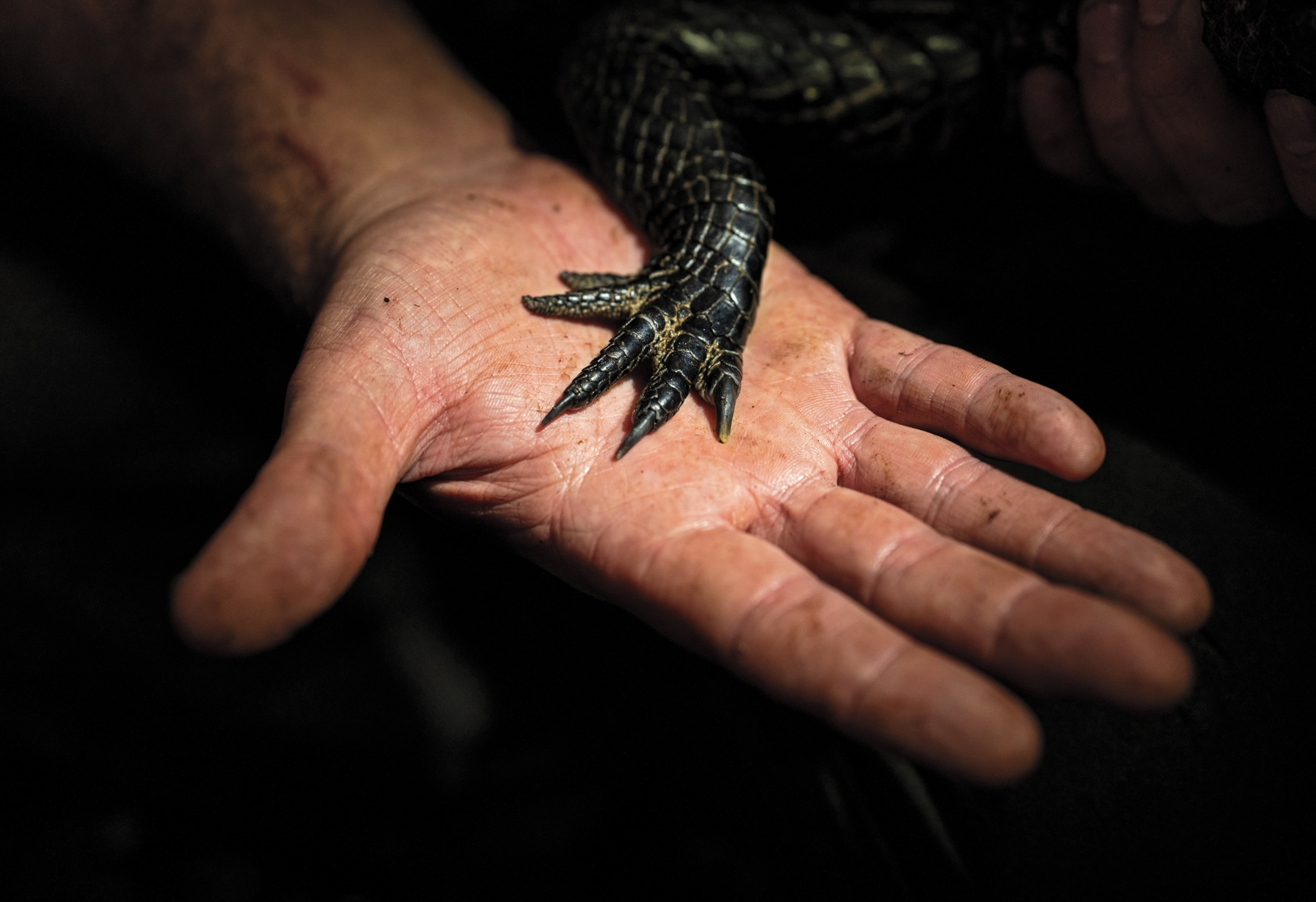 A small croc hand rests in the middle of a human hand facing palm up.