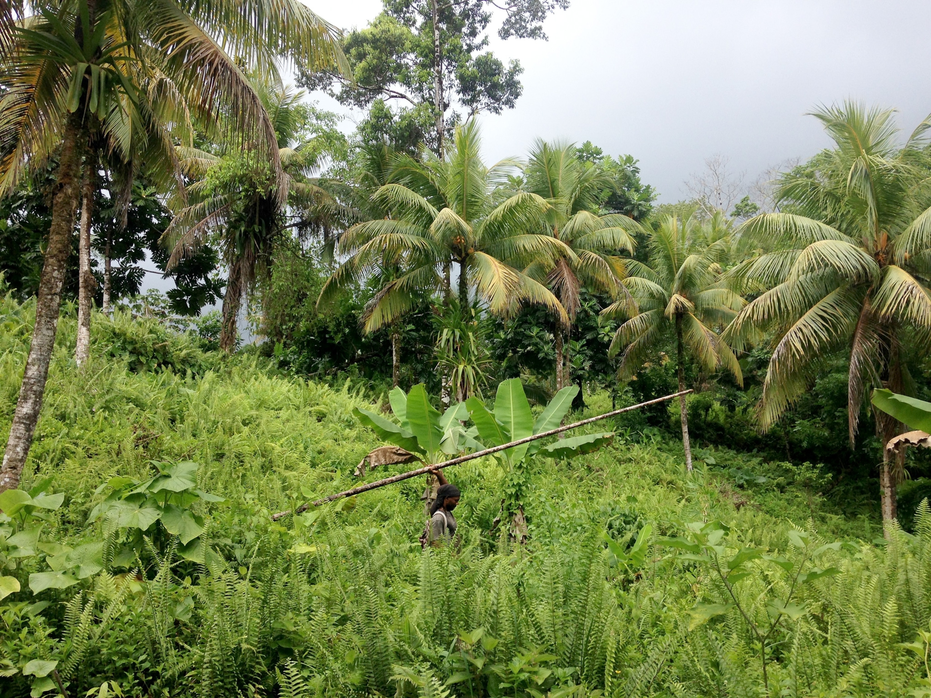 a man carrying a bamboo stick to harvest fruit