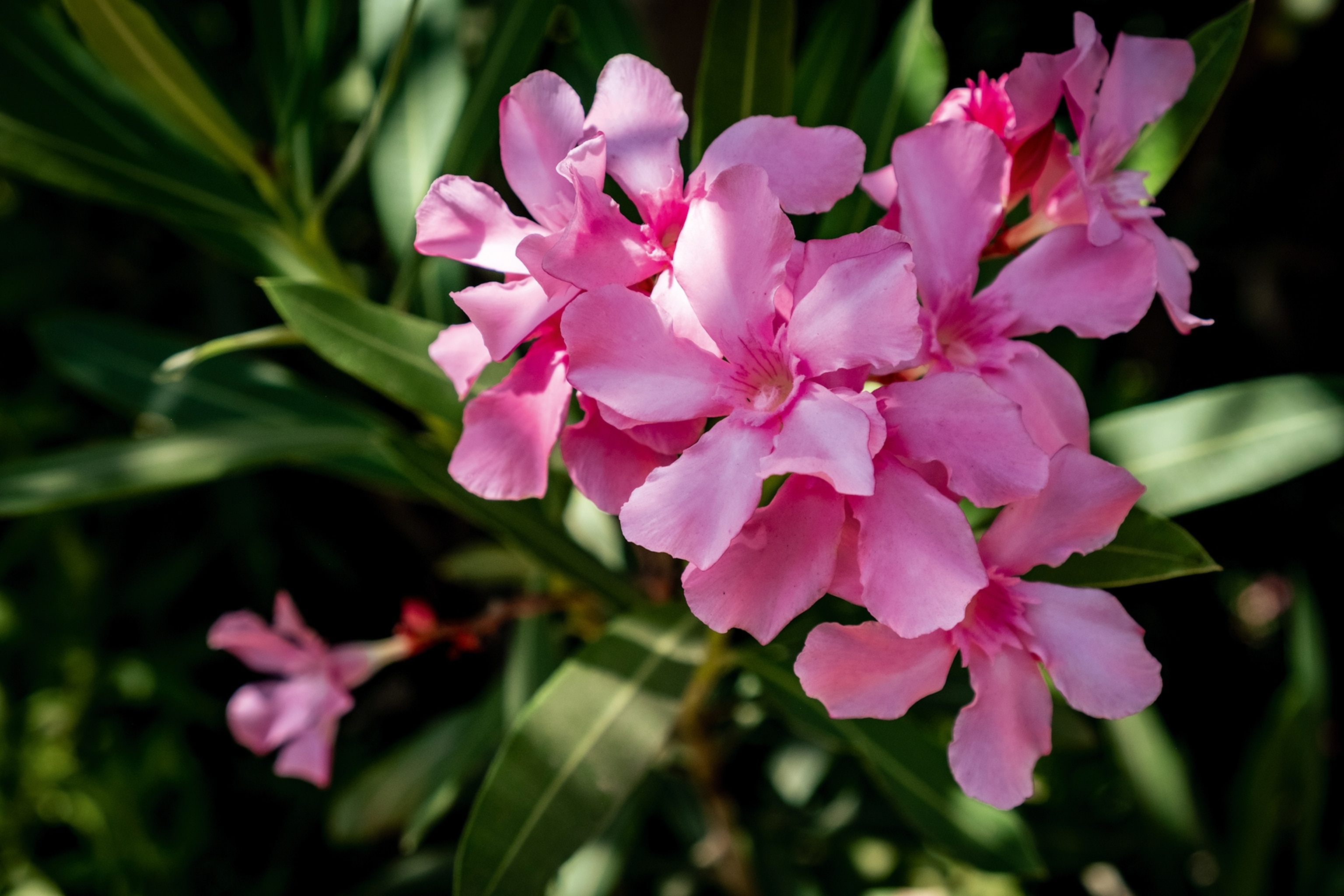 A close up of pink flowers