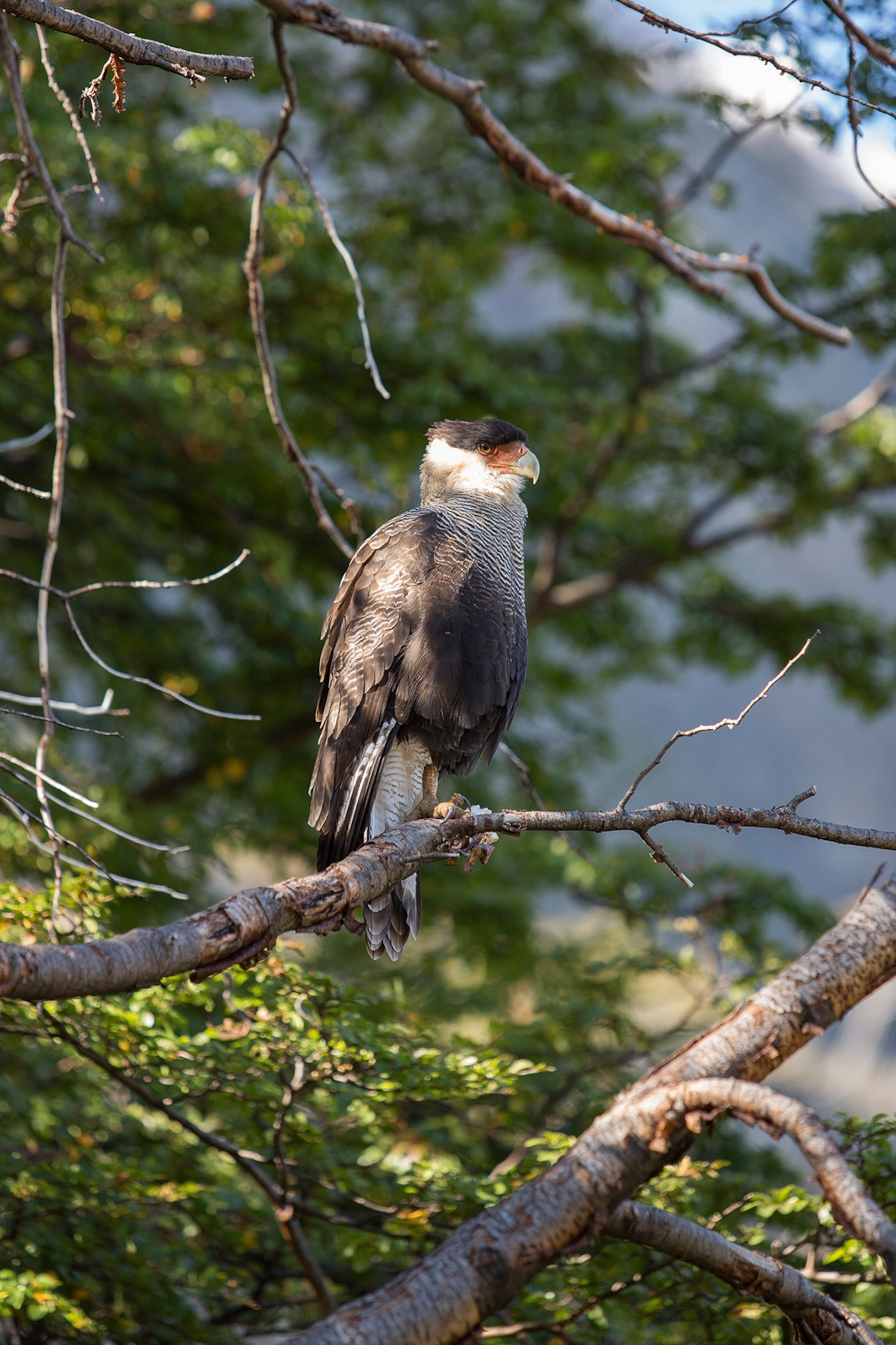 A wildlife close-up on a hawk-like caracara sat on a tree branch.