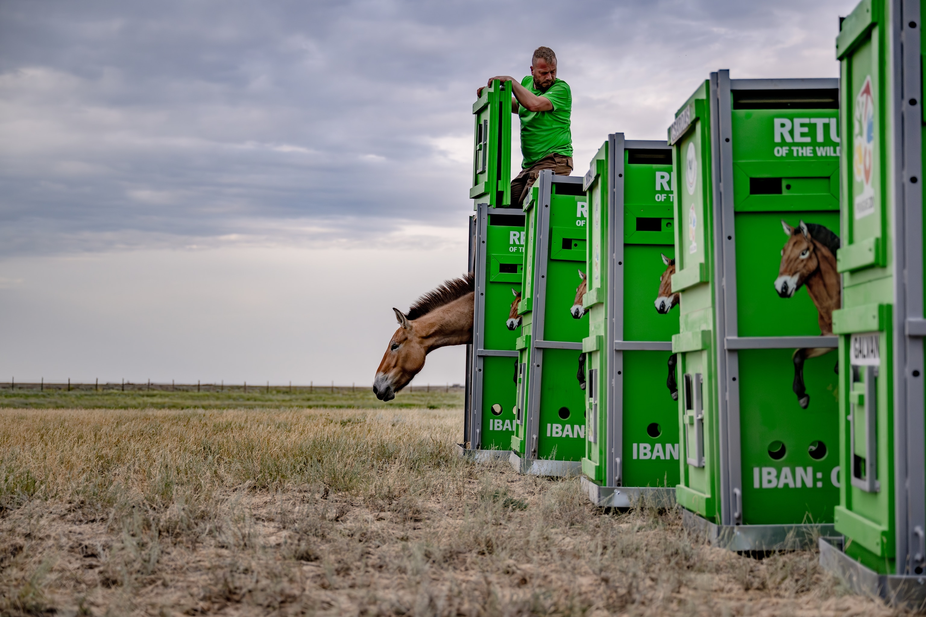 A horse head can be seen peaking out of an enclosure.