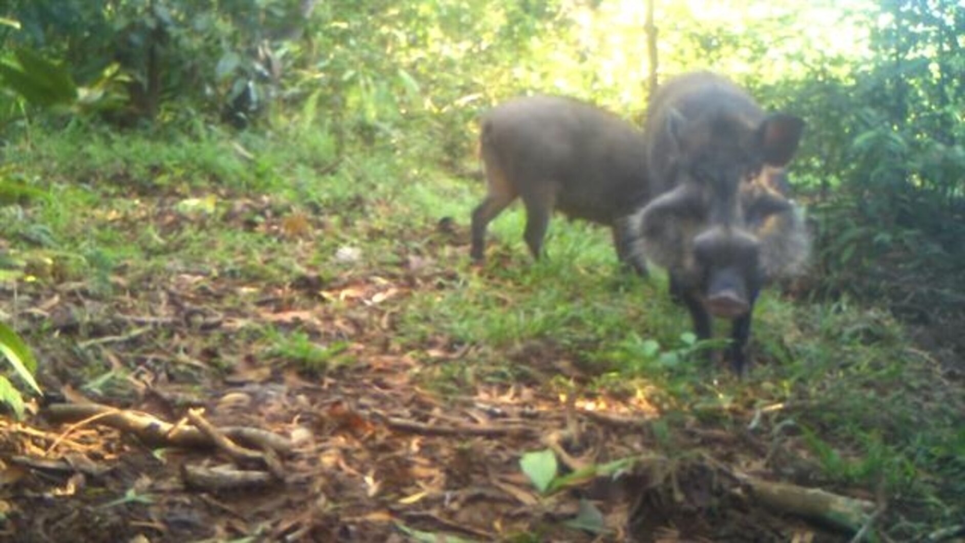 Watch the First-Ever Video of a Rare Warty Pig