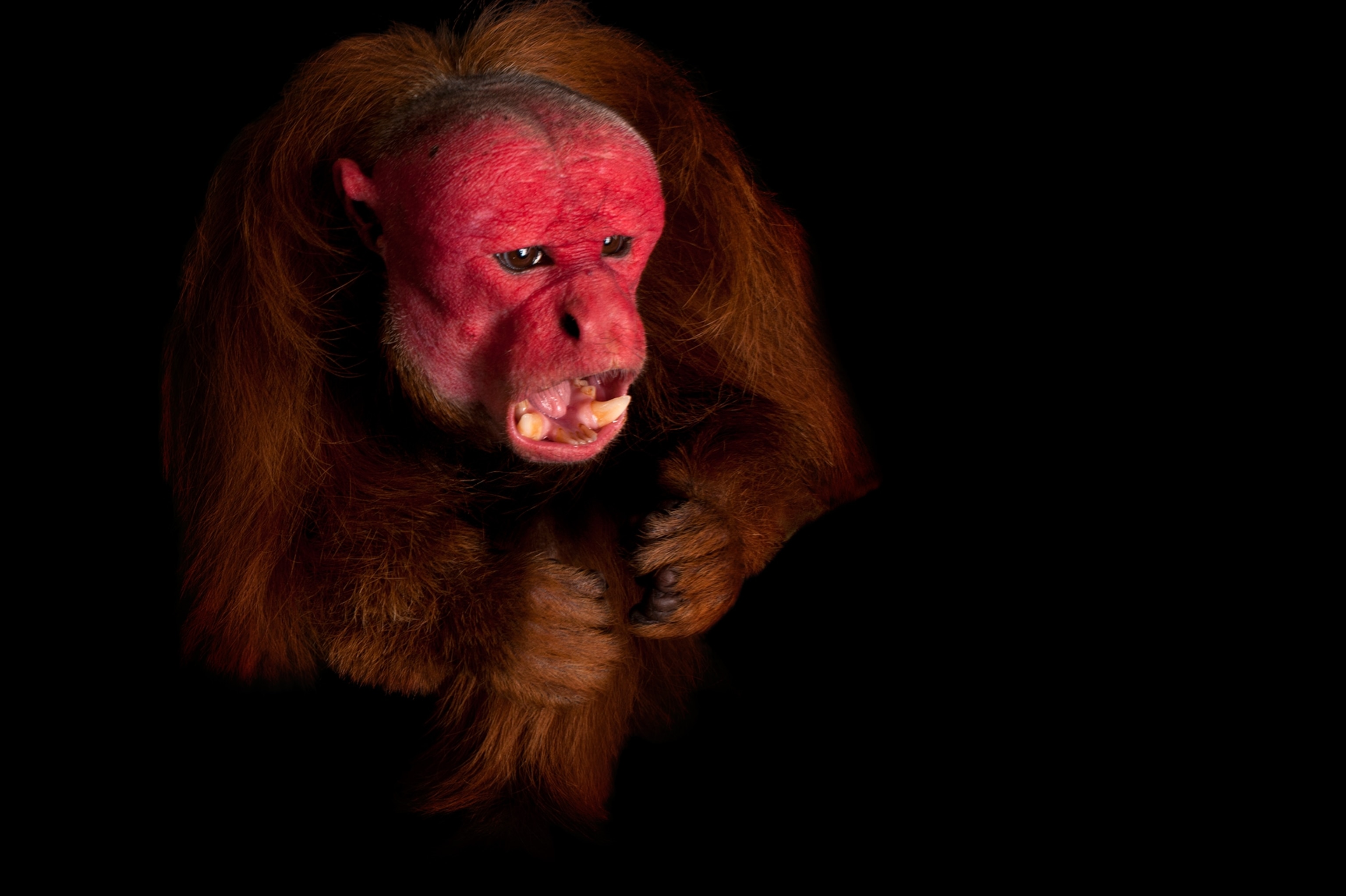 PIcture red uakari monkey taken in Los Angeles, California