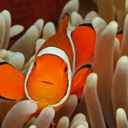 Clown Fish Scientific Name