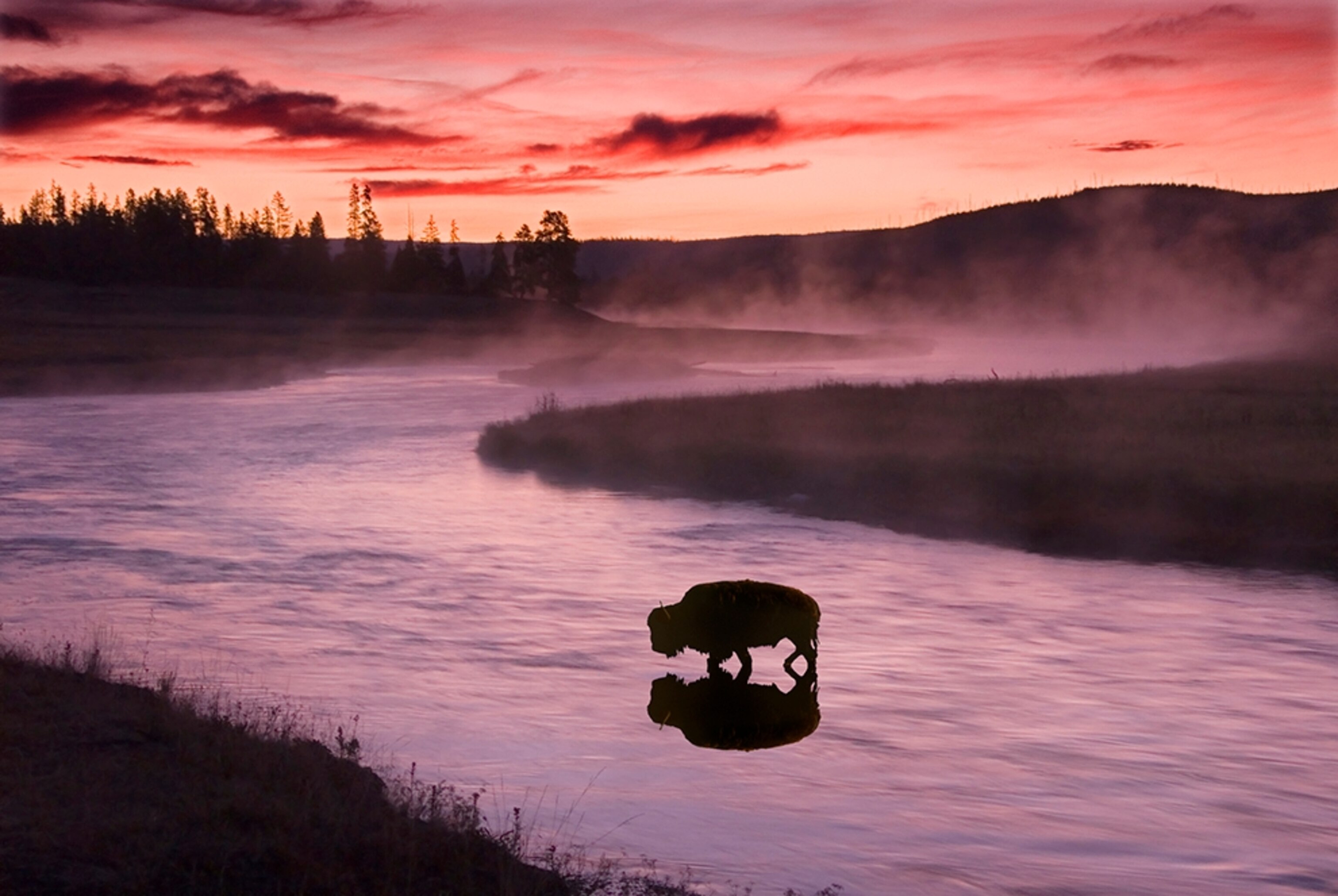 a bison crossing Madison River at dawn in Yellowstone National Park