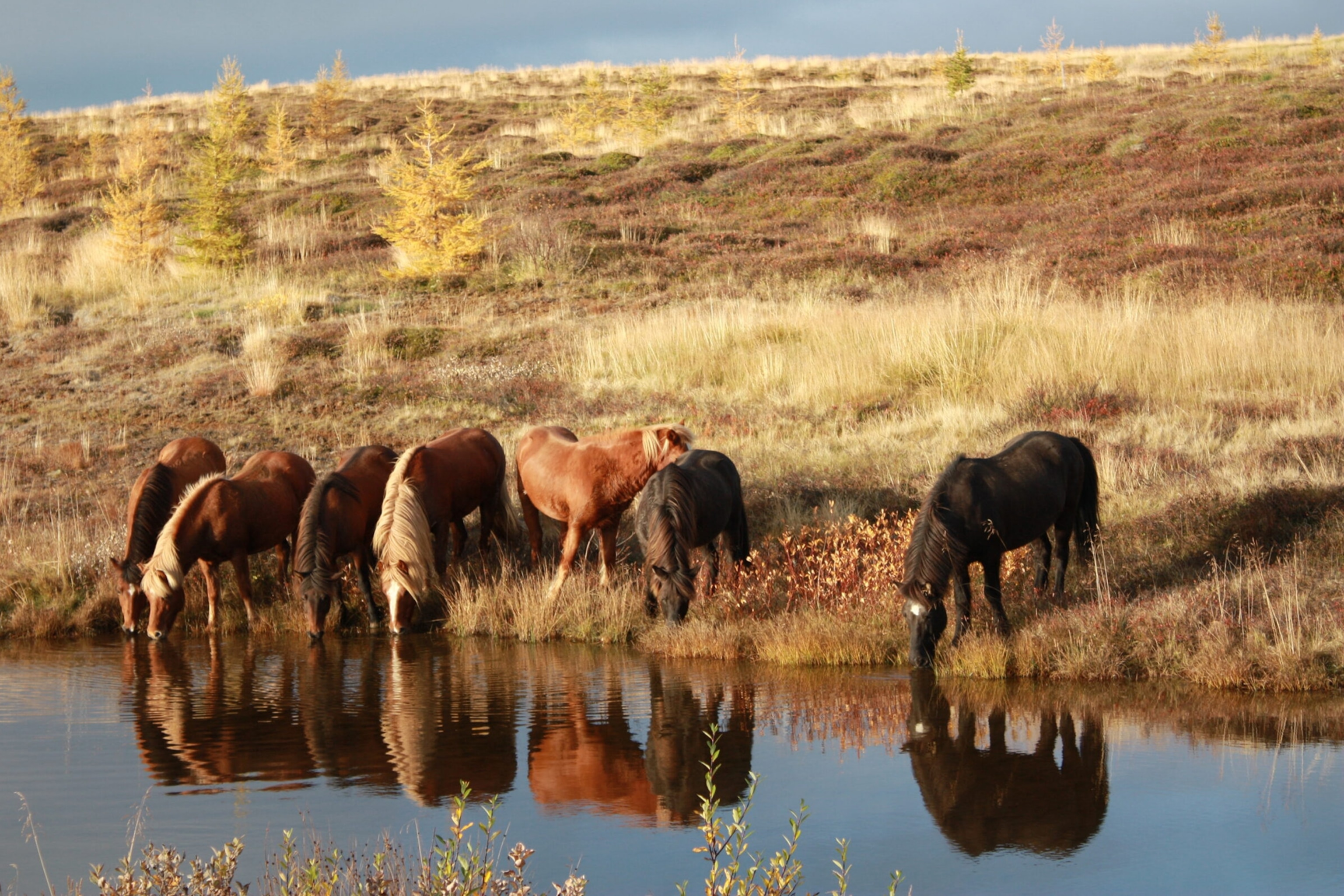 A group of wild horses drinking on a river bank.