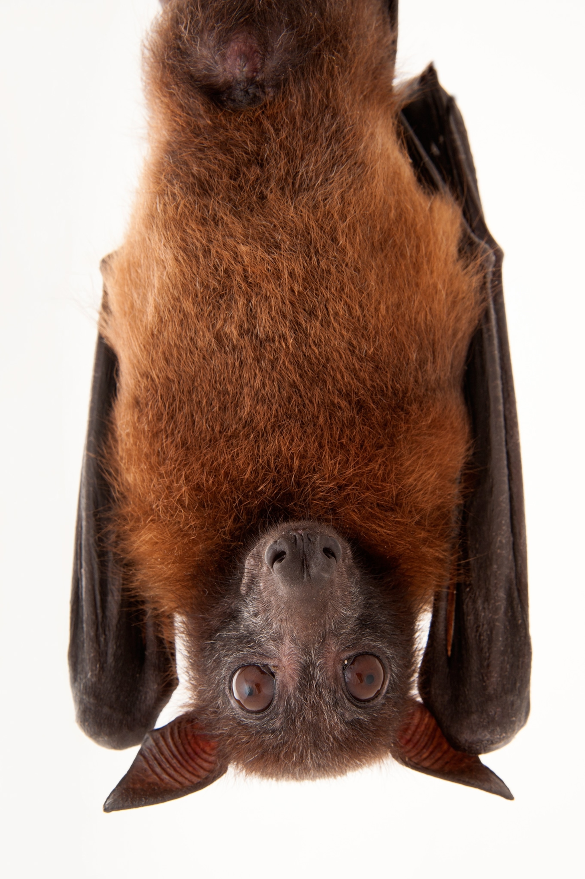 a bat hanging upside down