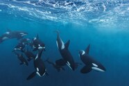 National Geographic Killer Whales Coloring Pages 2025 National Geographic Killer Whales Coloring Pages 2025