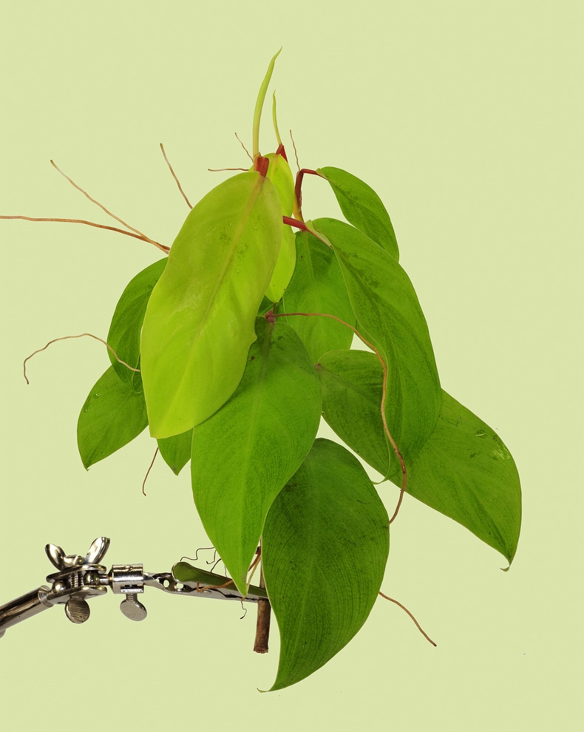 Insect camouflage picture (leaf insects): World Photography Awards 2011 -- "Still Life" winner