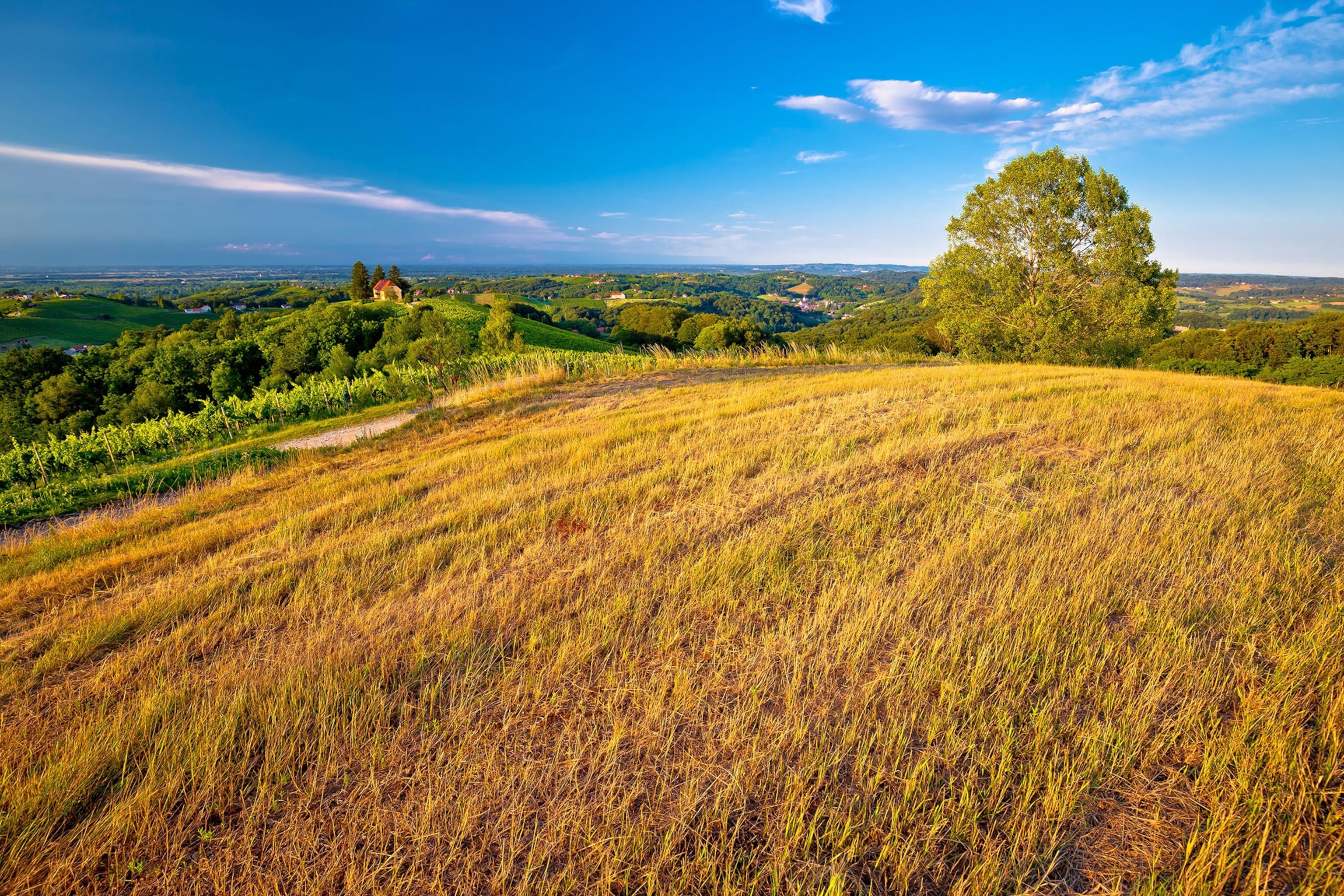 a lush landscape in the Medjimurje region