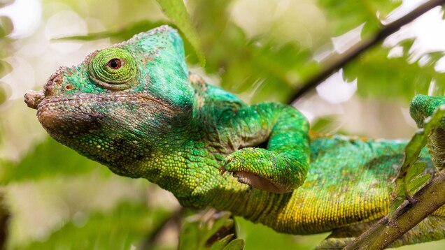 Chameleons Craziest Color Changes Aren T For Camouflage