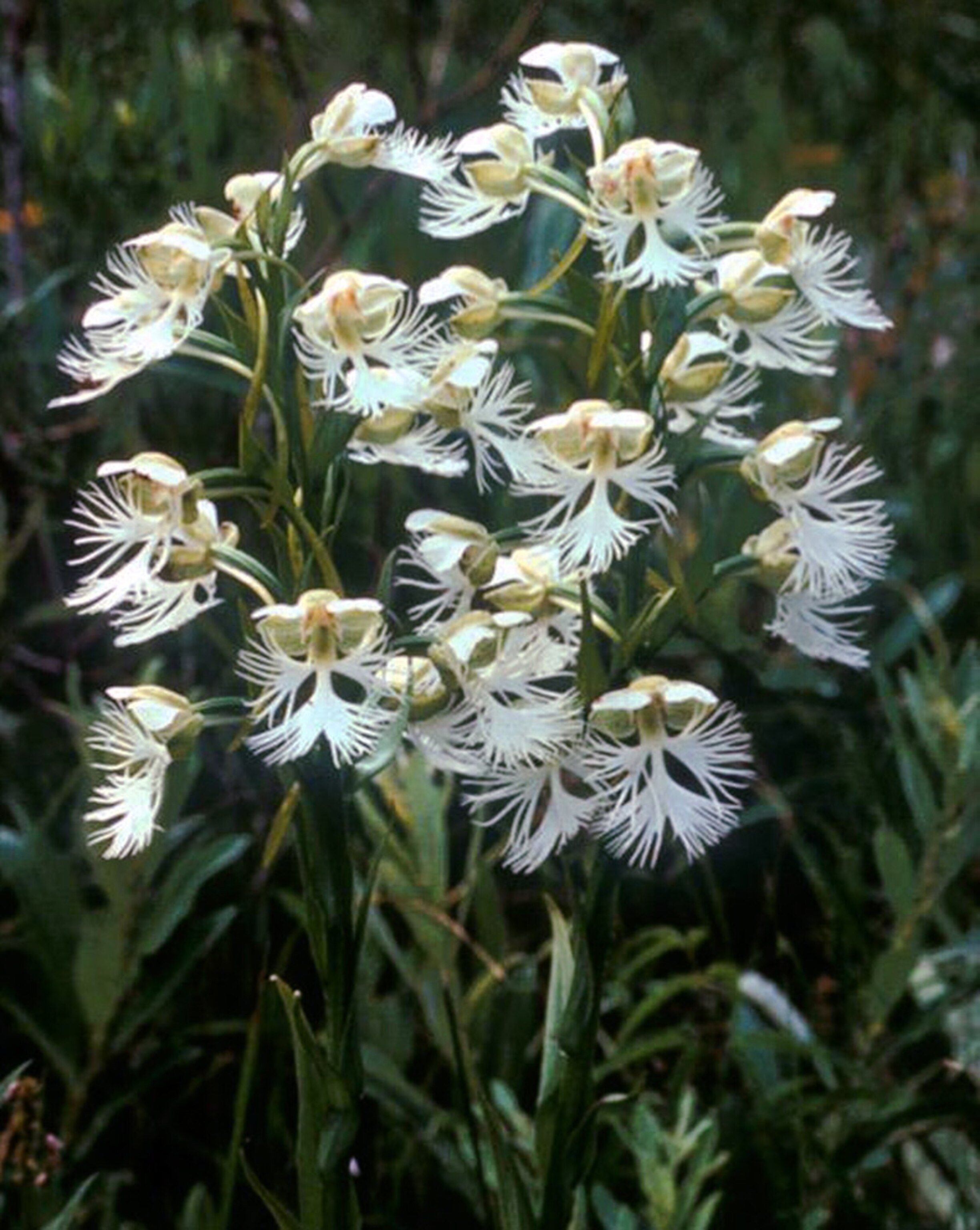 Western prairie fringed orchid