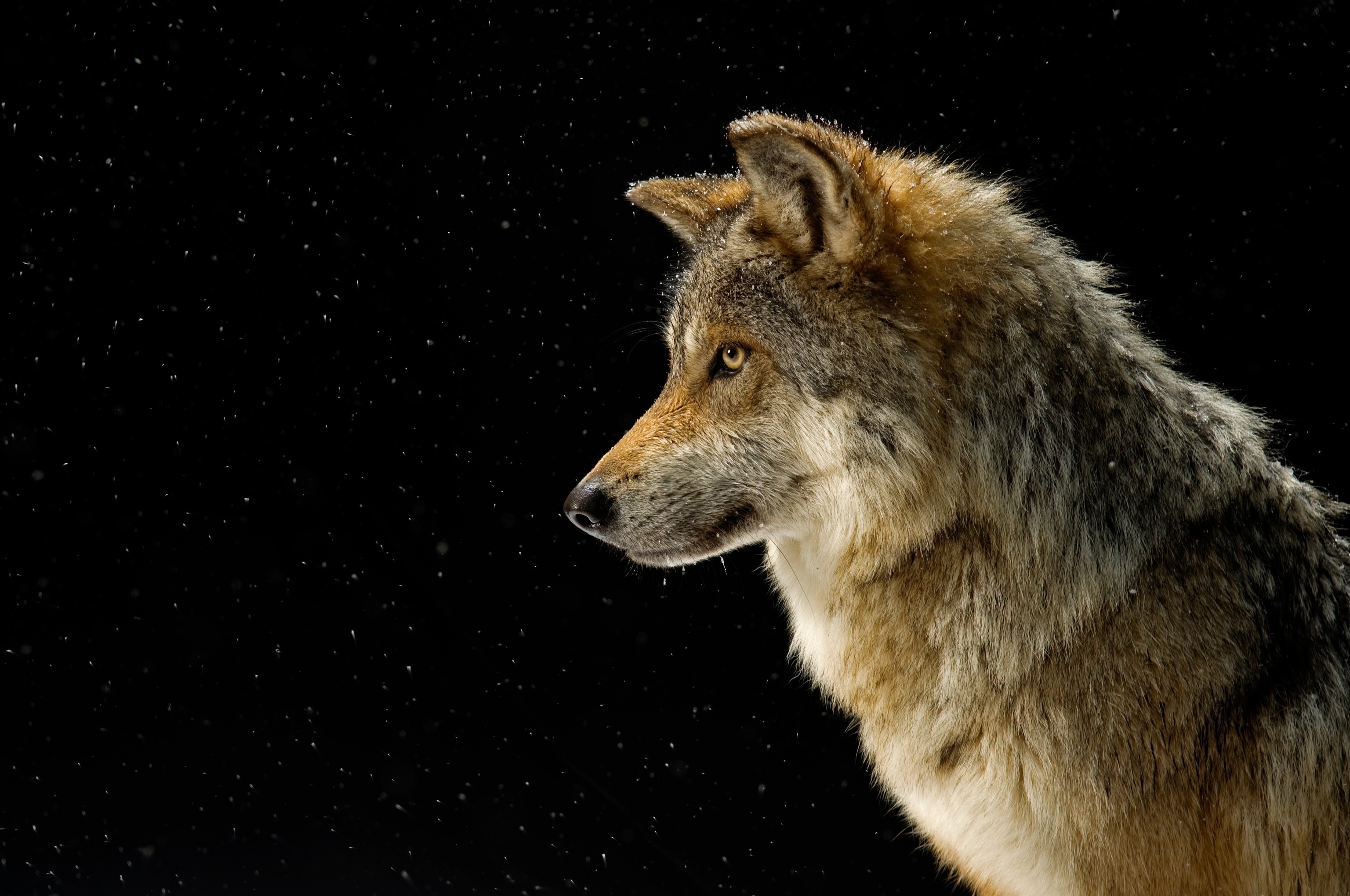 A Mexican gray wolf, Canis lupus baileyi, at the Wild Canid Survival and Research Center.