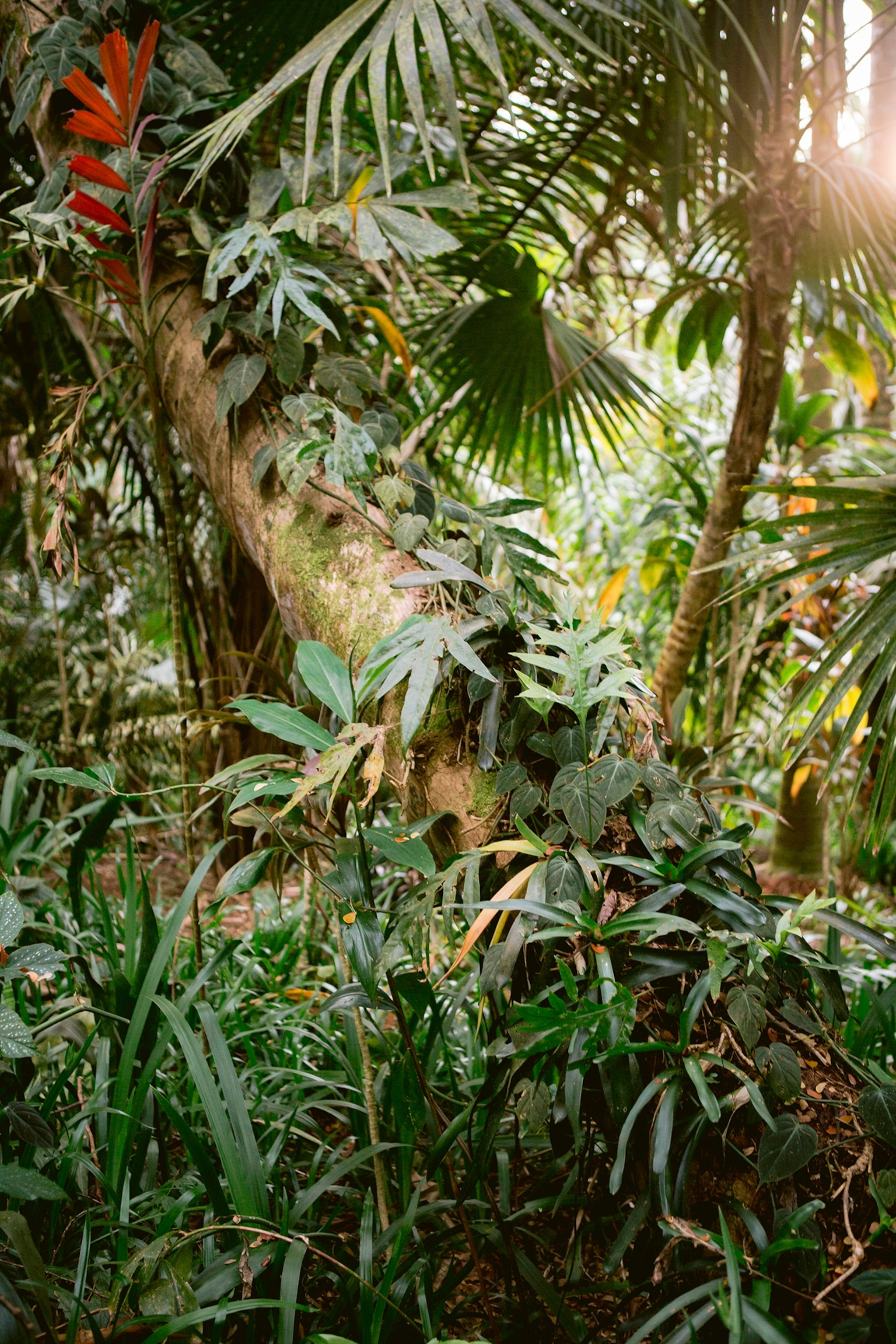 The Merwin Conservancy, Haiku HI.