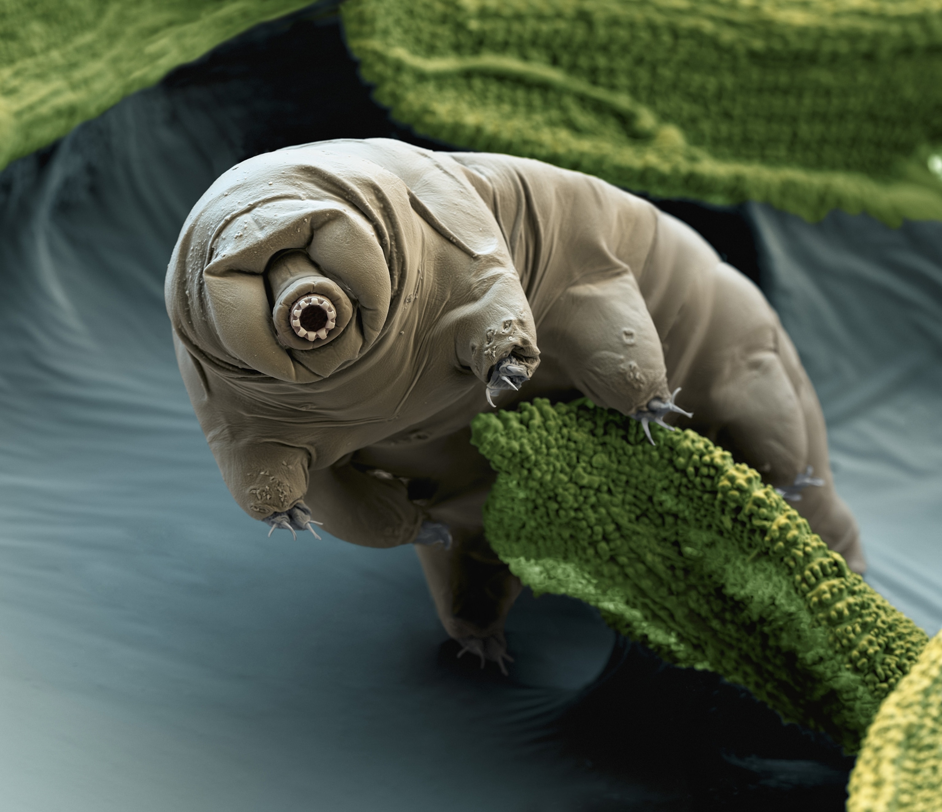 Of The Wildest Tardigrade Experiments Water Bears Endured | atelier ...