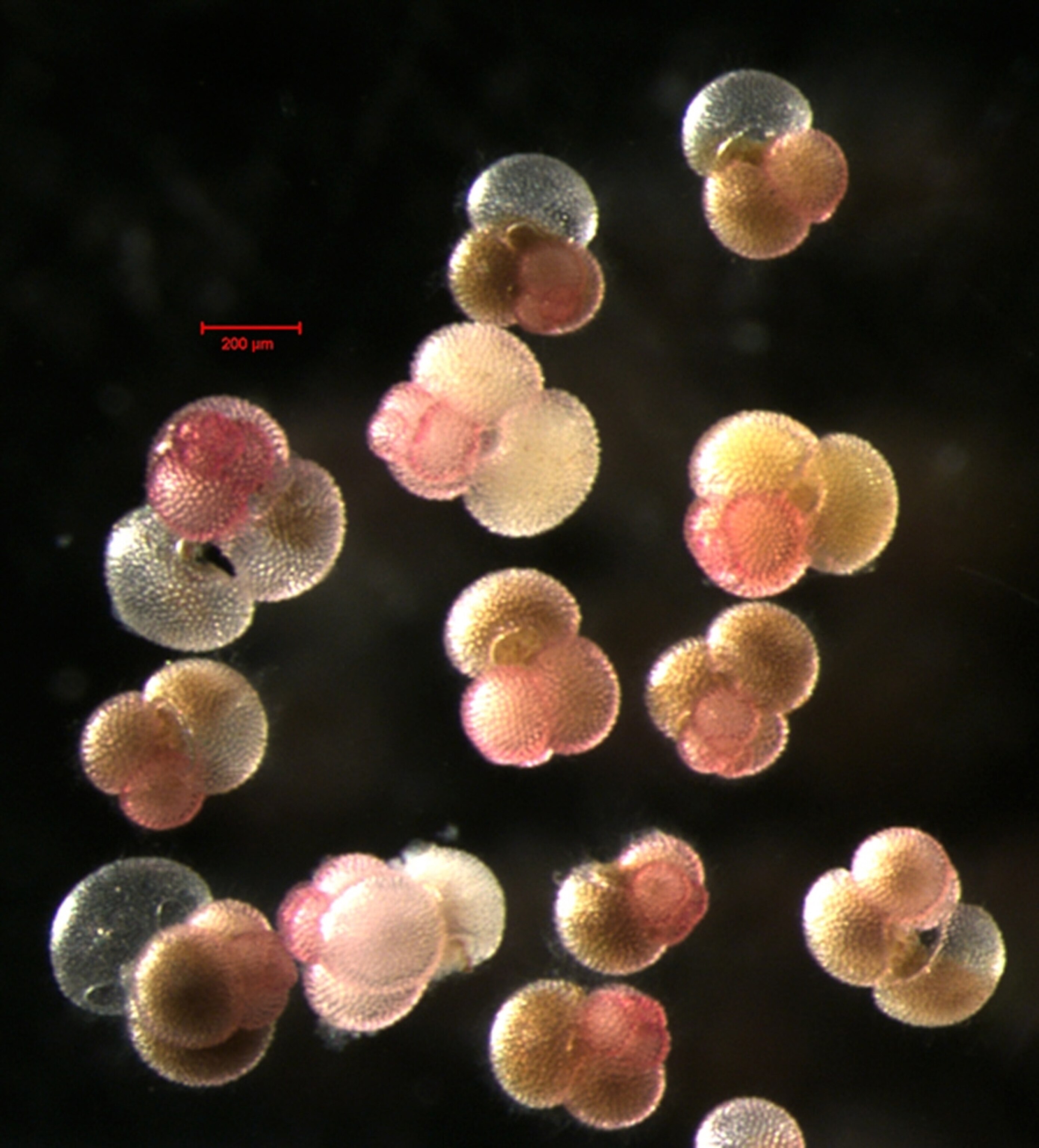 pink spheres of planktonic foraminifera, inventoried as part the Census of Marine Life's study of hard-to-see sea creatures