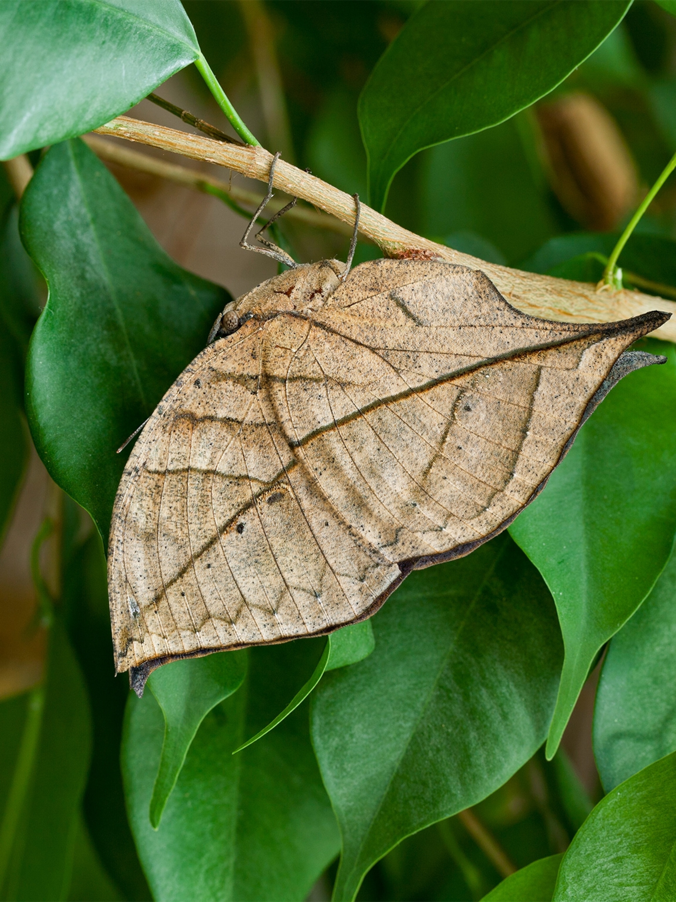 This Fetching Butterflies Leak Will Leave You Speechless - 5dc5j2b