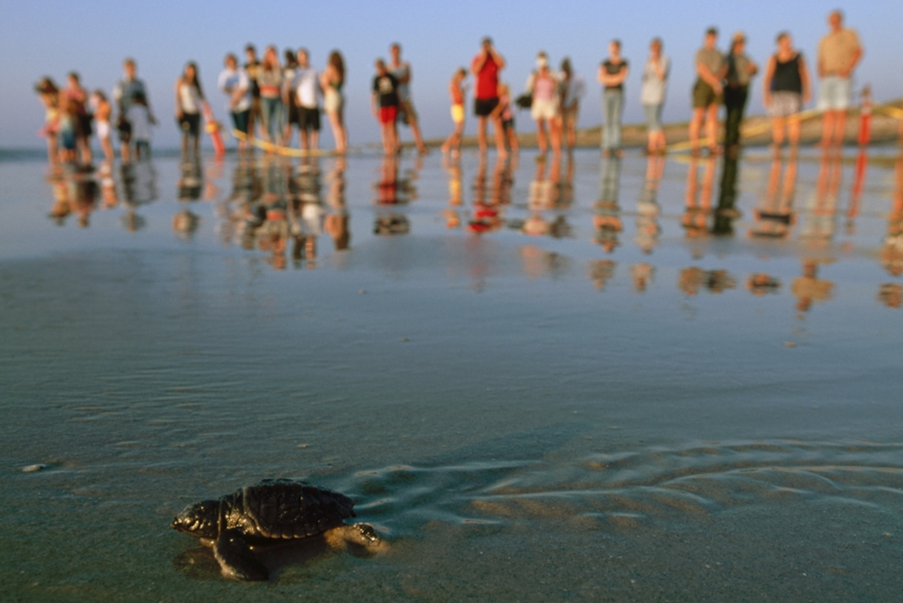 People watch sea turtles in Padre Island National Seashore, one of the U.S. national parks that may be threatened by the Gulf oil spill.
