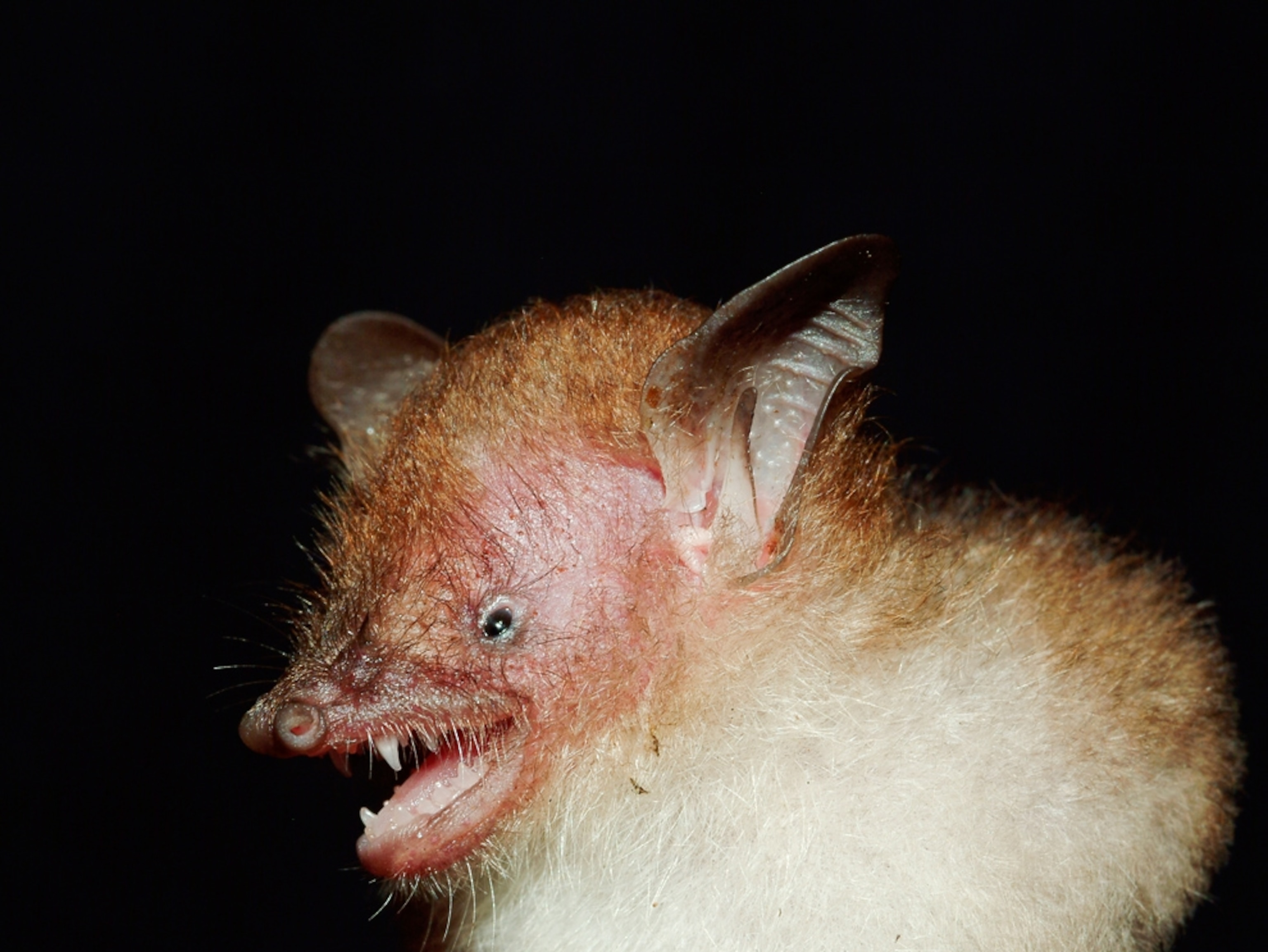 a new tube-nosed bat found in Cambodia