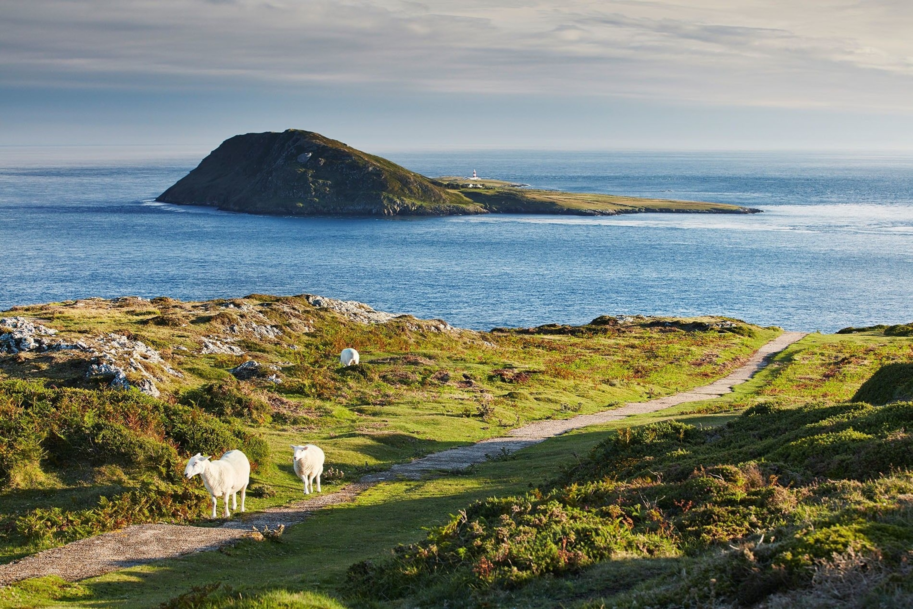 Sheep graze near Port Simdde at the very tip of the Peninsula, with Bardsey Island in the distance