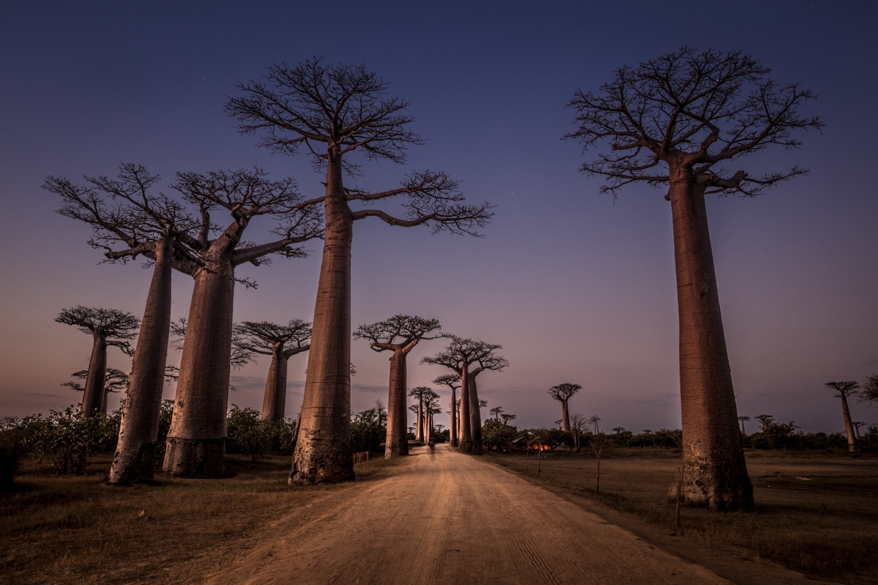 baobabs at twilight in Madagascar