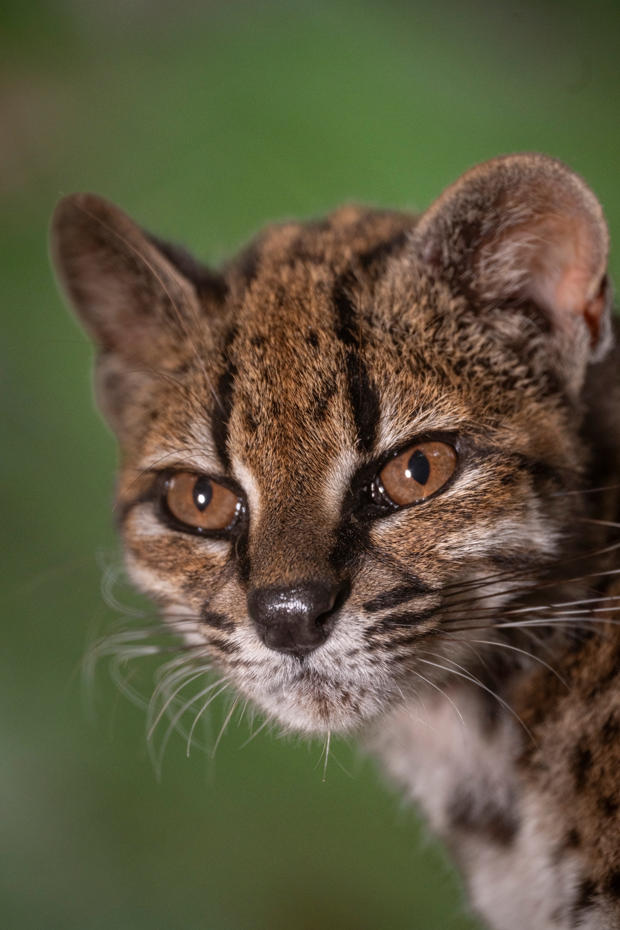 Up close photo of a cats face with tan/orange fur and black spots with tan colored eyes