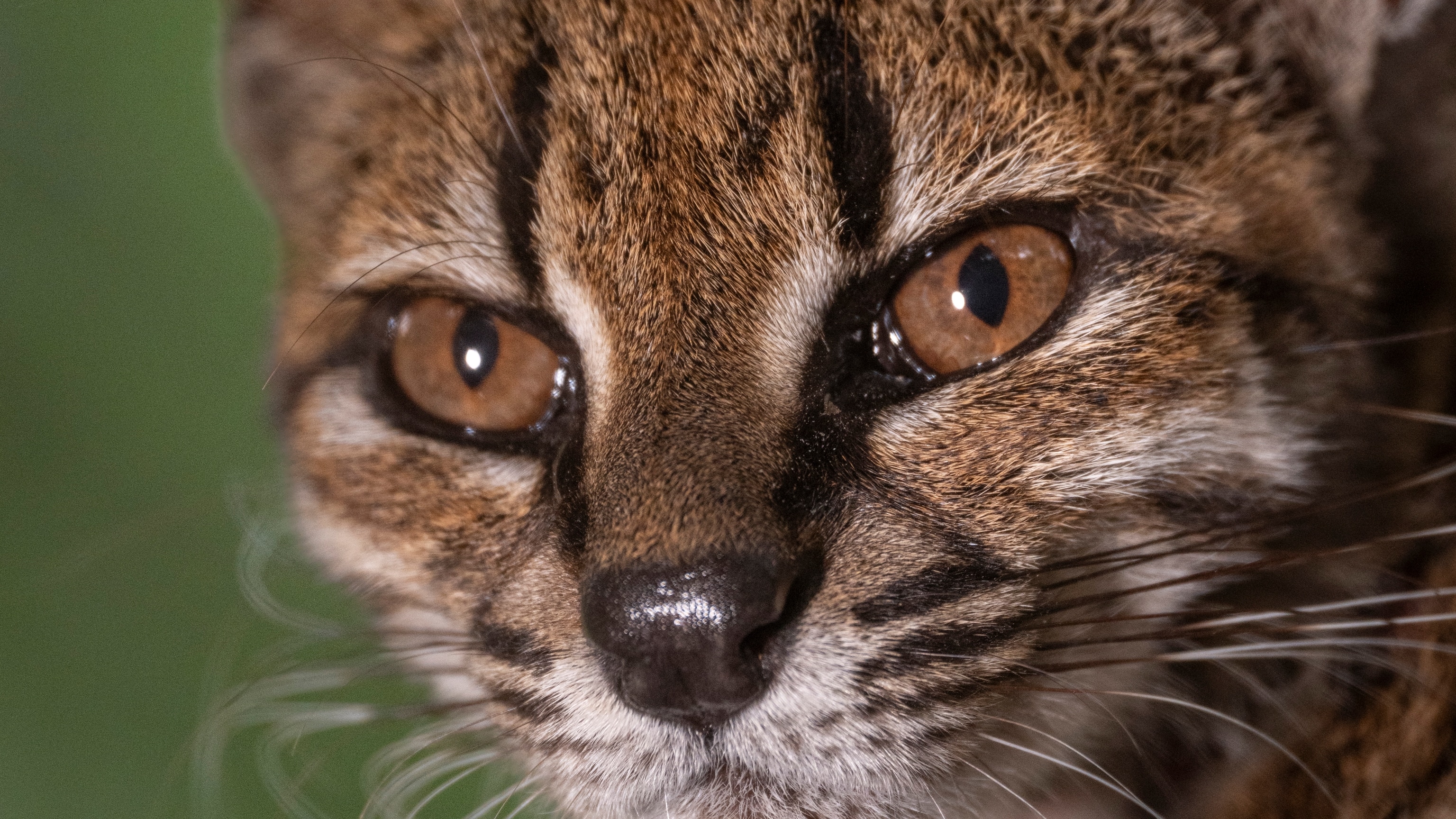 What Happens When Your New Cat Species Goes Mega-Viral?