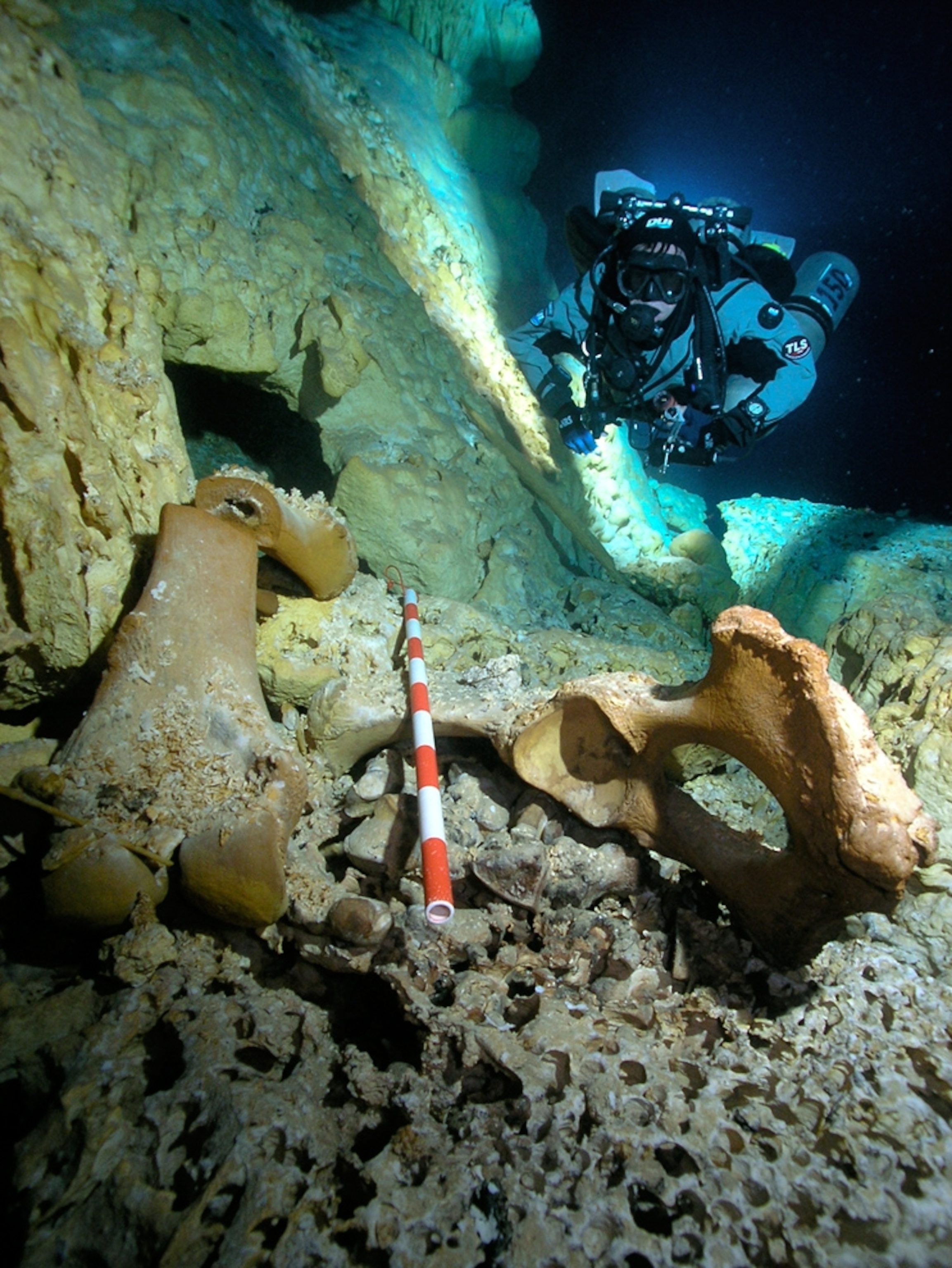 Mastodon bones in underwater cave (picture): Divers animal bones in an underwater cave in Mexico