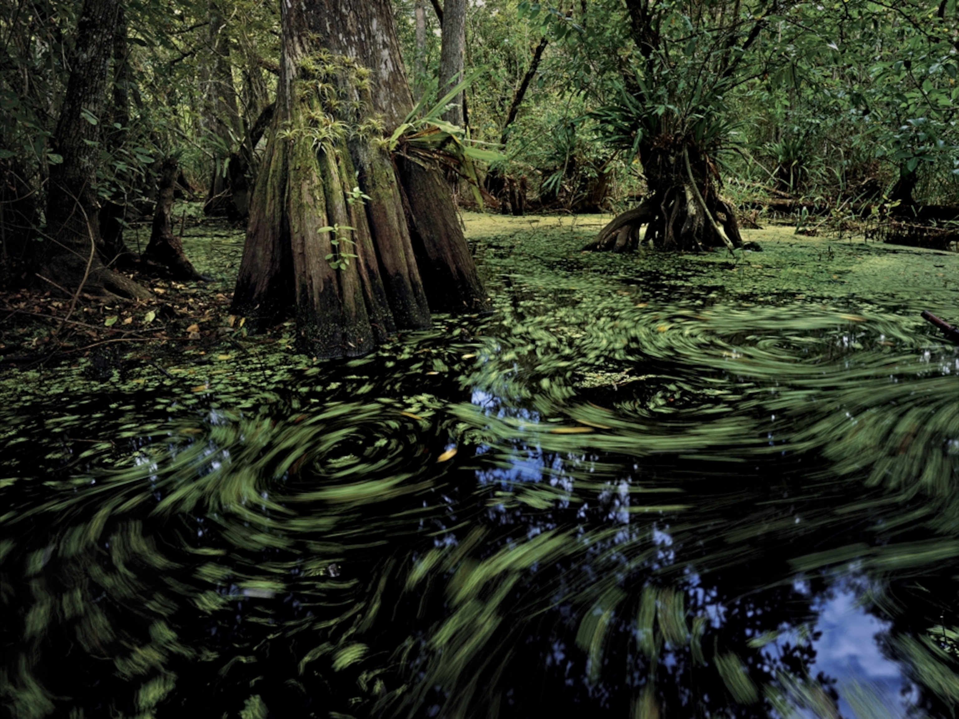 cypress trees and duckweed in swamp, Big Cypress Indian Reservation, Florida