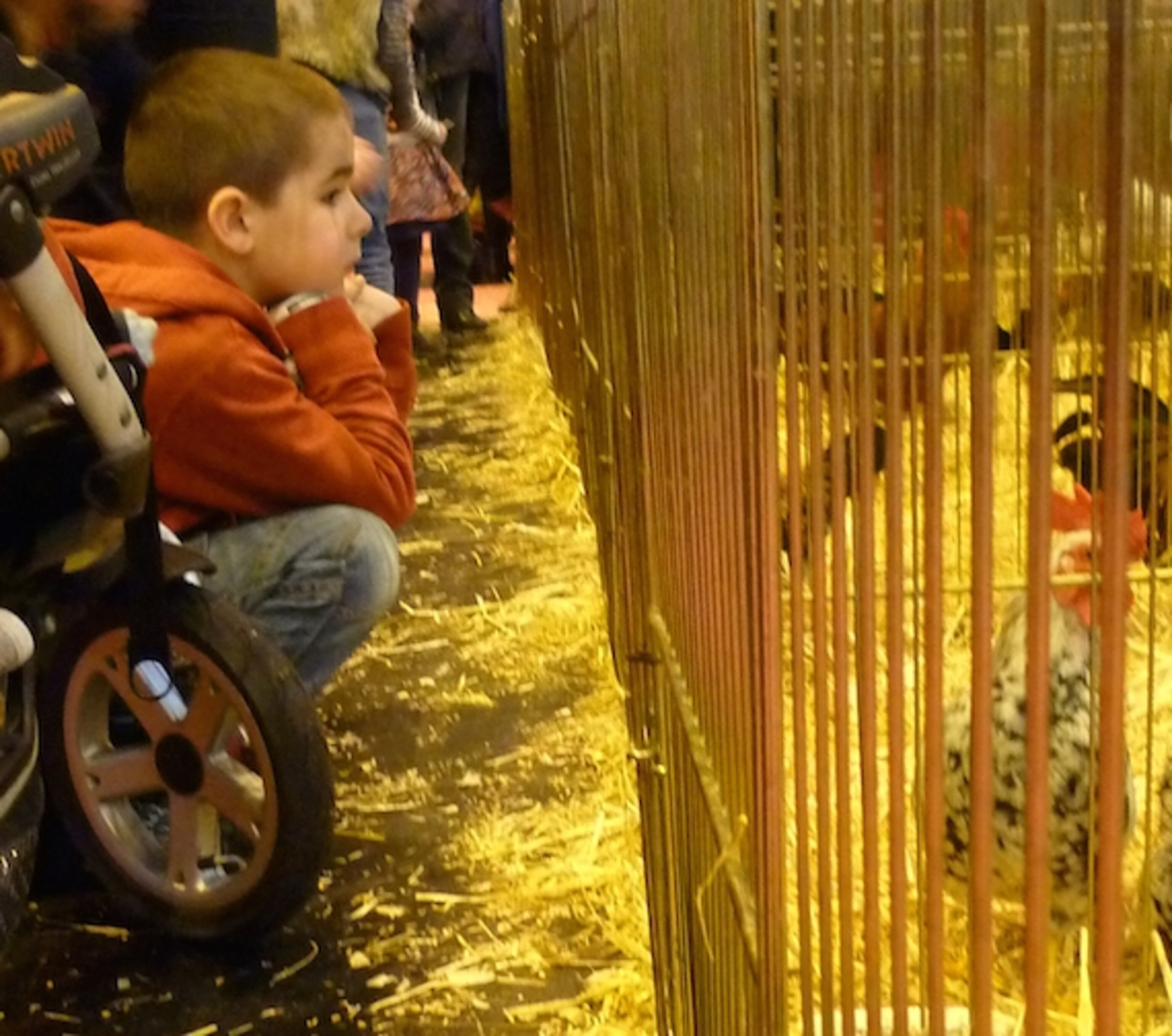 a child looking at chickens at the Salon International event in France.