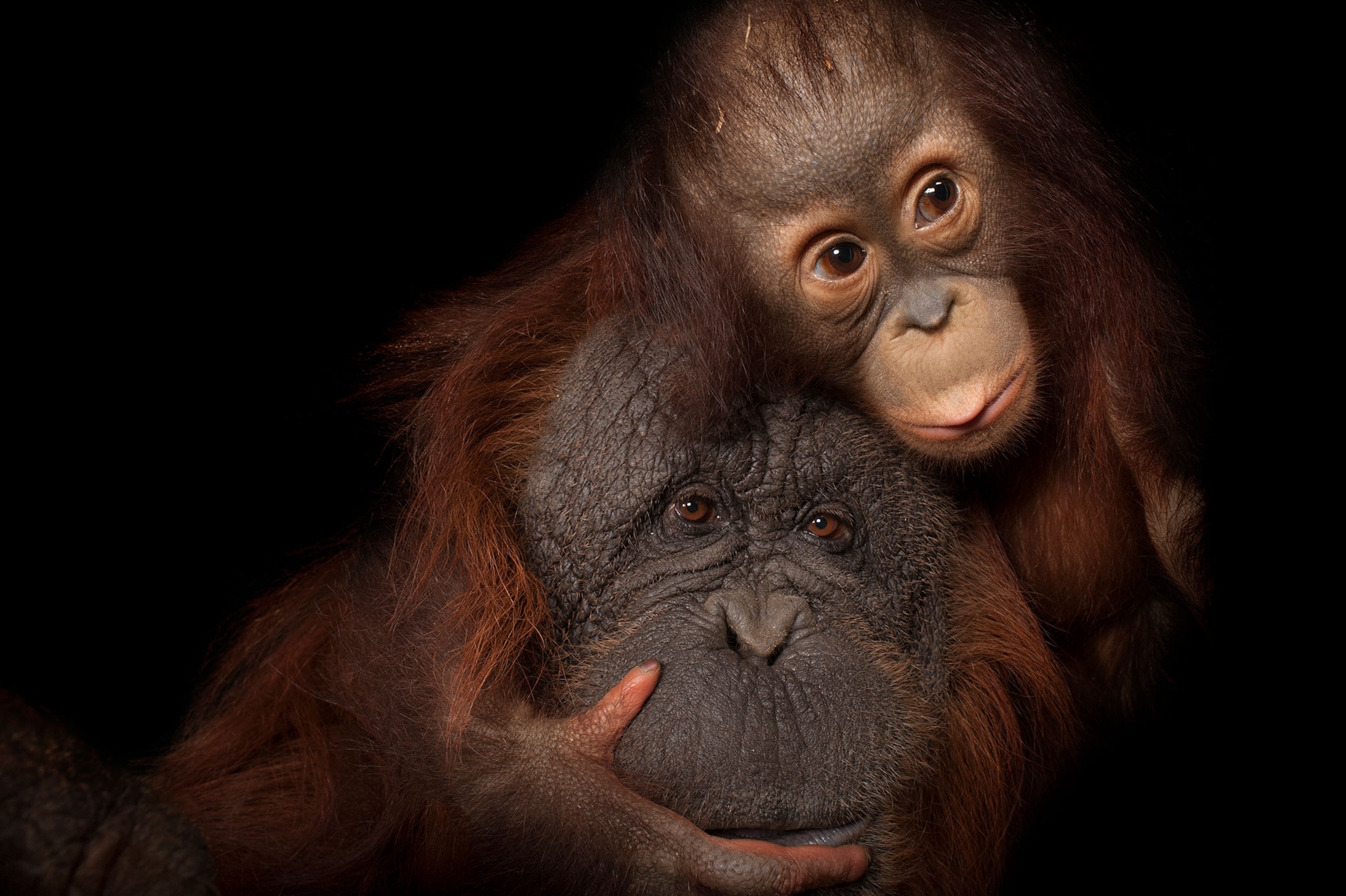 a baby and mother orangutan