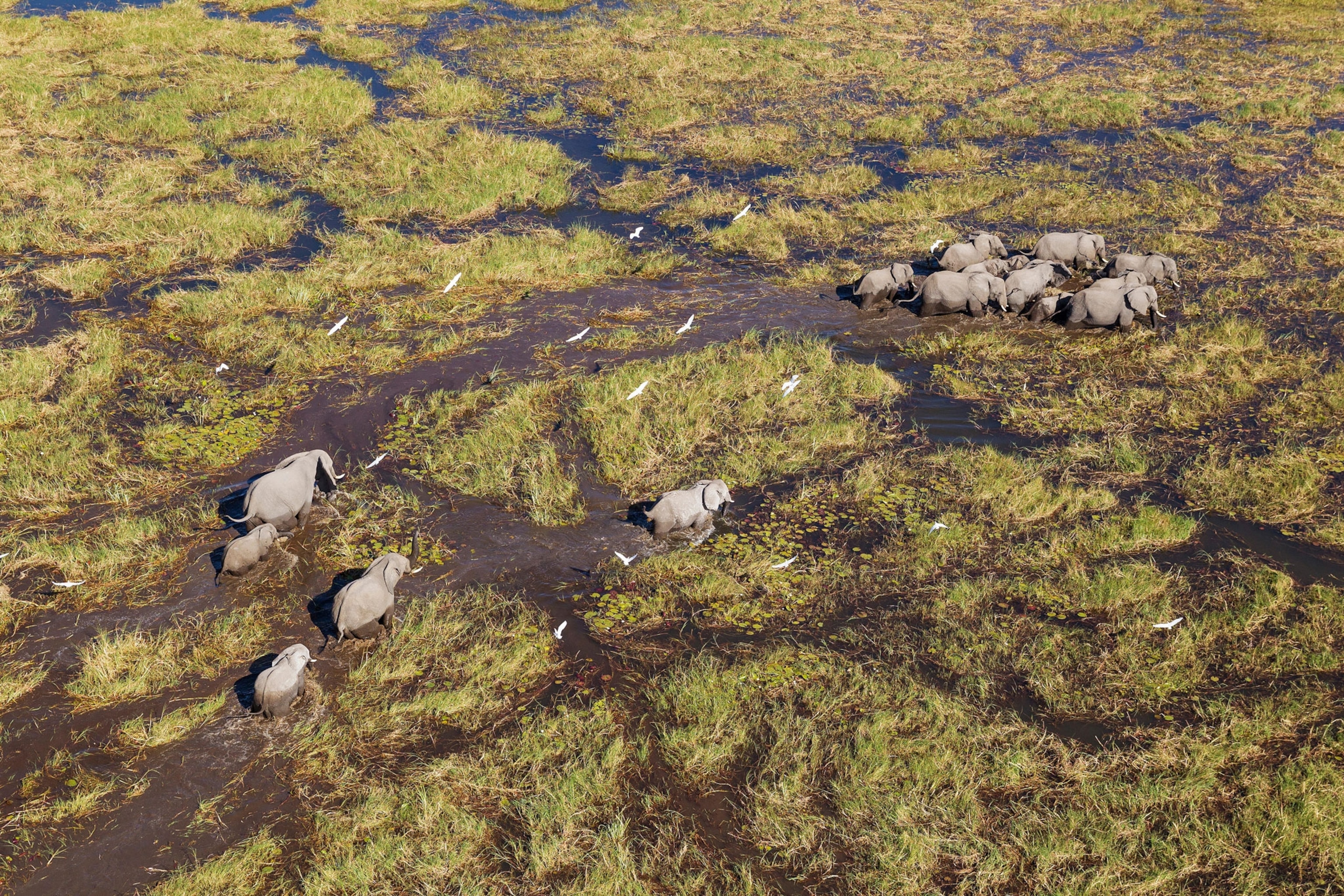 elephants moving through a freshwater marsh