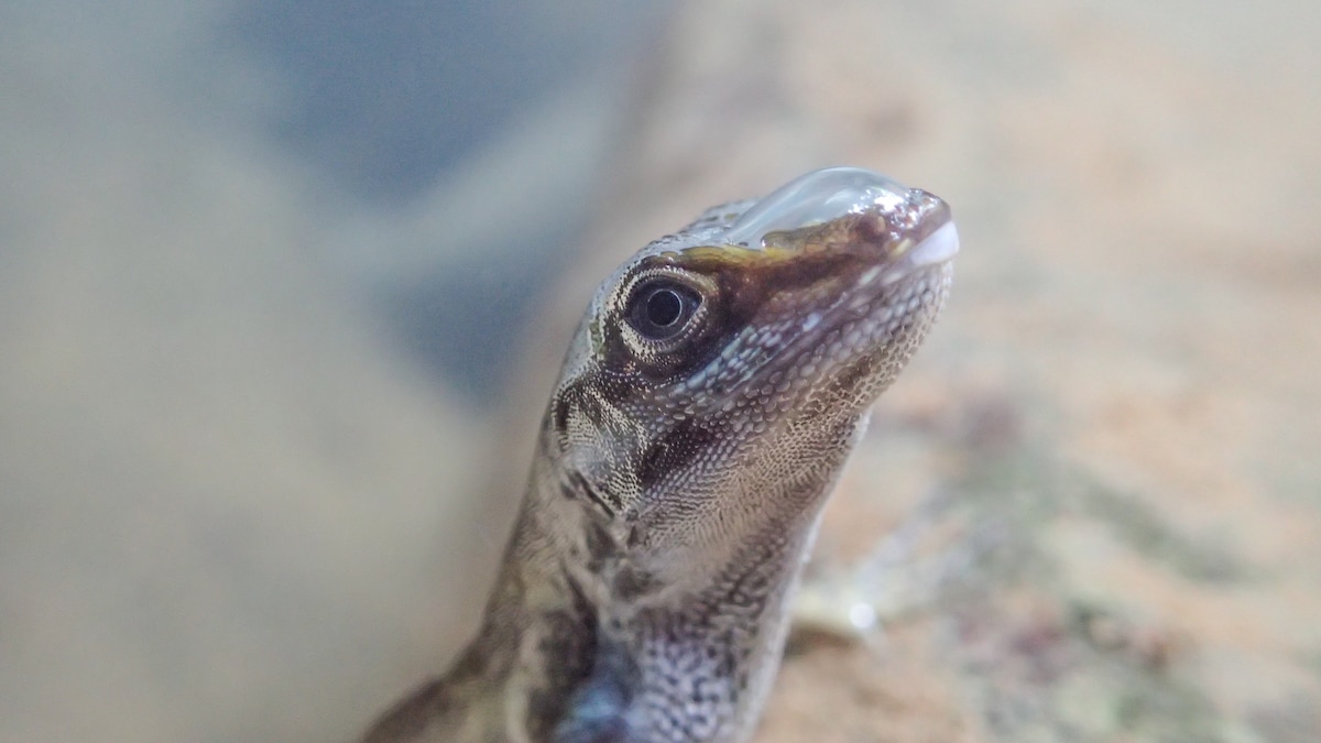 These lizards use bubbles to breathe underwater