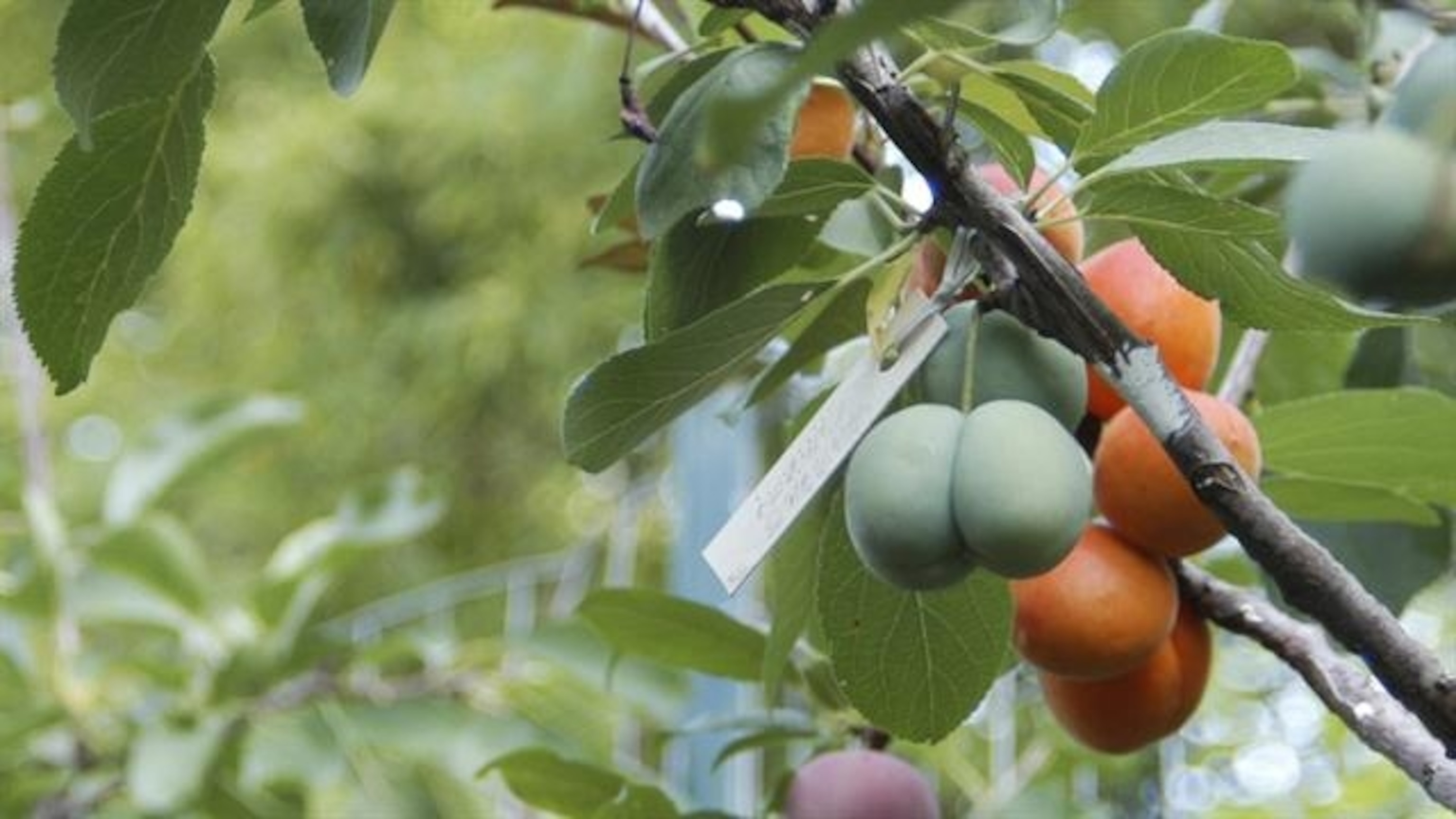 What a 'Tree of 40 Fruit' Tells Us About Agricultural