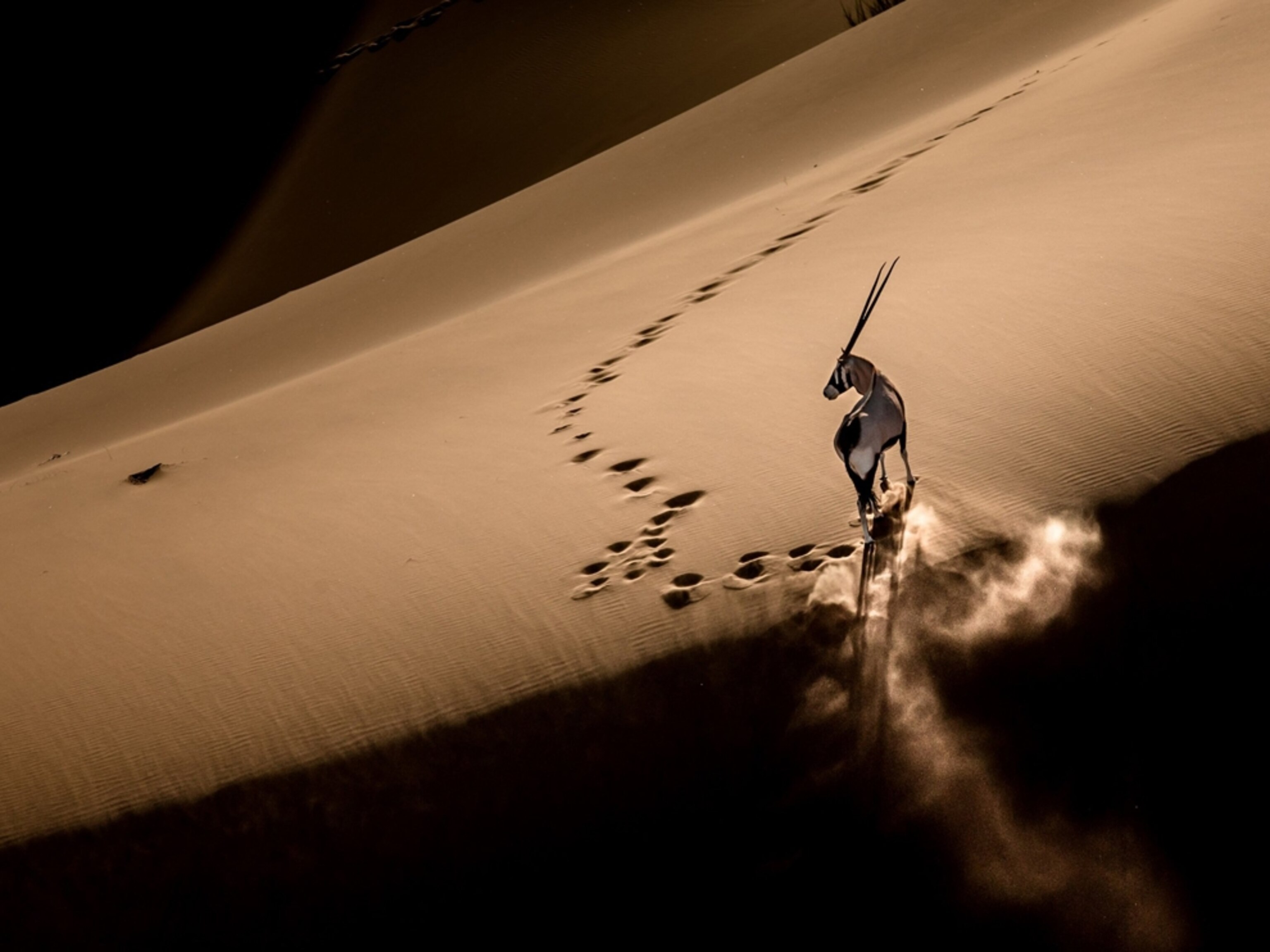 an Arabian oryx on a dune in the desert