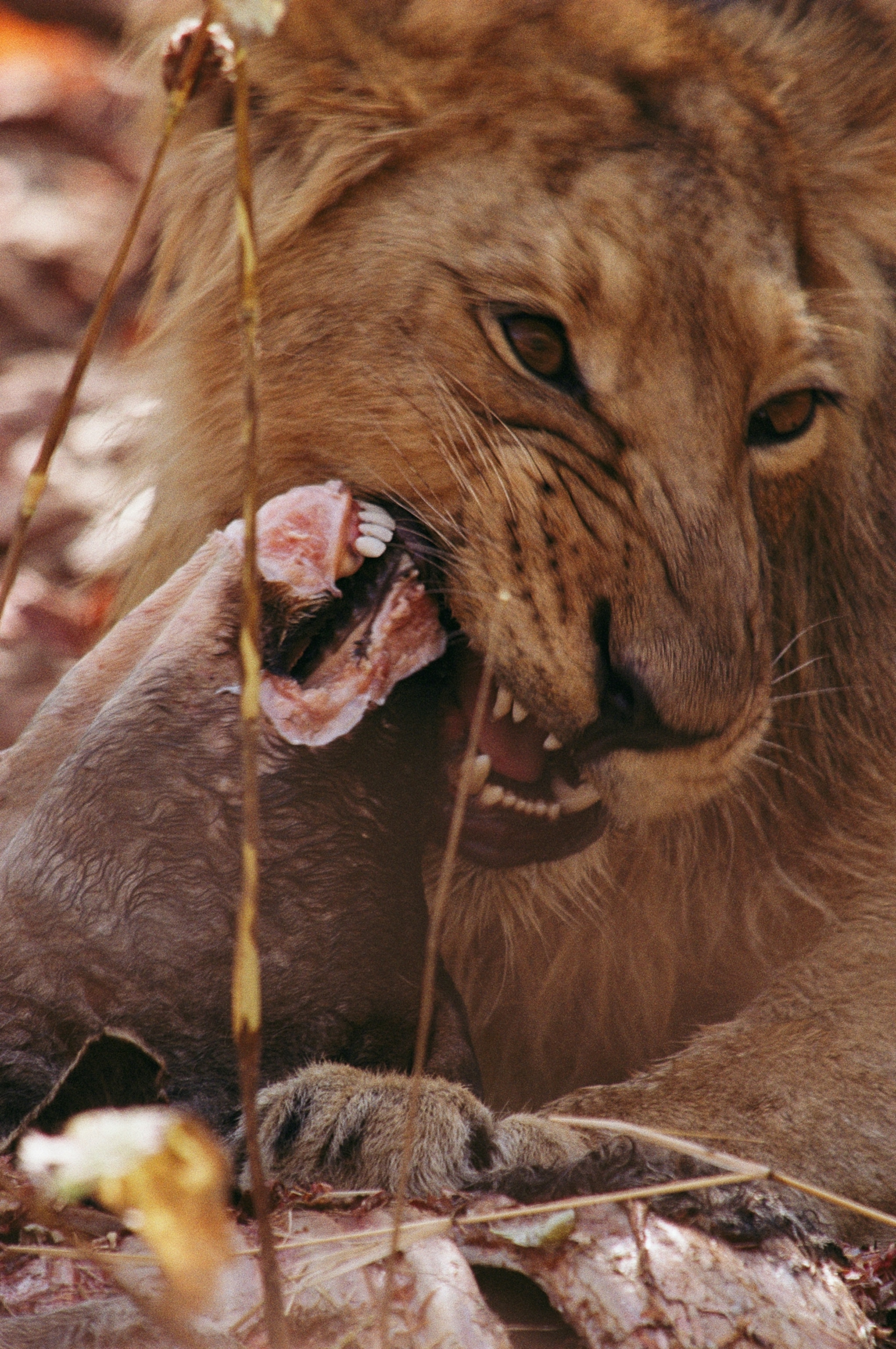A young male Asian lion gnaws on an antelope carcass.